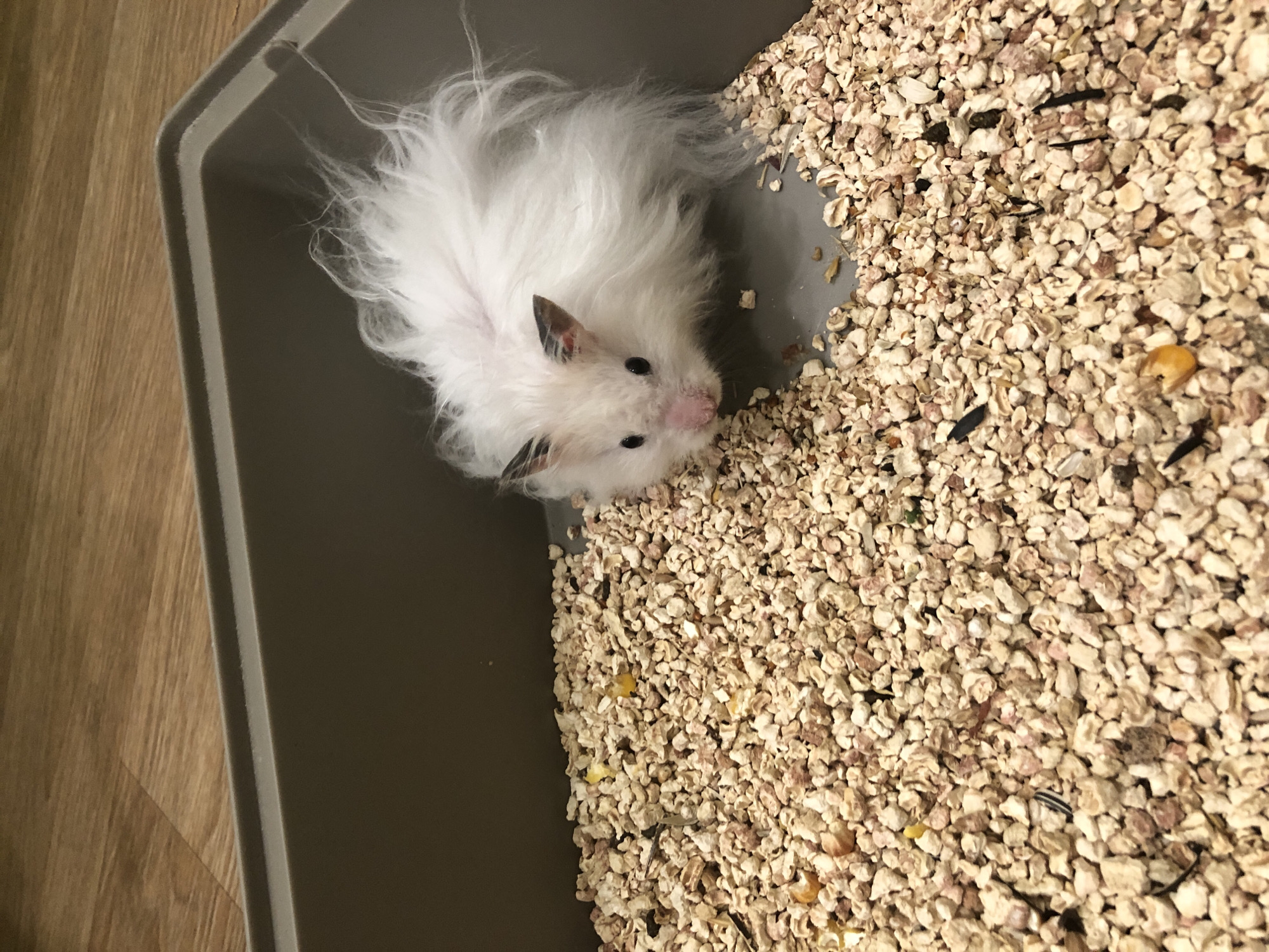 A fluffy white hamster with black-tipped ears and dark eyes is in a brown plastic enclosure filled with light-colored bedding and scattered pieces of corn. The enclosure is placed on a wooden floor. The hamster is facing the camera, with its nose slightly pink. Its fur is long and appears somewhat disheveled. The bedding is granular and composed of small, irregular pieces.