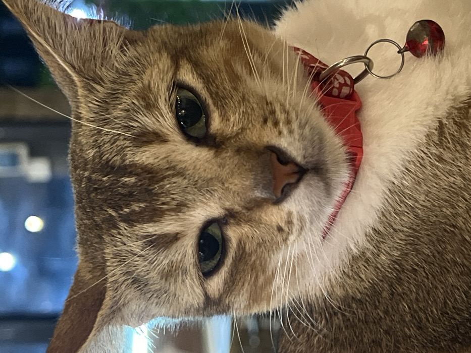 A close-up, frontal portrait shot captures a domestic cat in an indoor or semi-enclosed setting in Uluwatu, Indonesia. The cat, exhibiting a tabby fur pattern primarily in shades of brown and tan with white fur on its chest and chin, occupies the majority of the frame. Its green eyes are open and directed forward, appearing somewhat narrowed. A pinkish-brown nose and prominent white whiskers are visible. The cat wears a red fabric collar adorned with white paw print patterns. Attached to the collar by two silver-colored metal rings is a small, red, metallic bell. The background is out of focus, rendered as a blurred expanse of blue and green tones with several distinct circular bokeh lights, indicative of artificial light sources in the environment. No human subjects are visible, and no active interactions or specific actions beyond the cat's gaze are depicted.