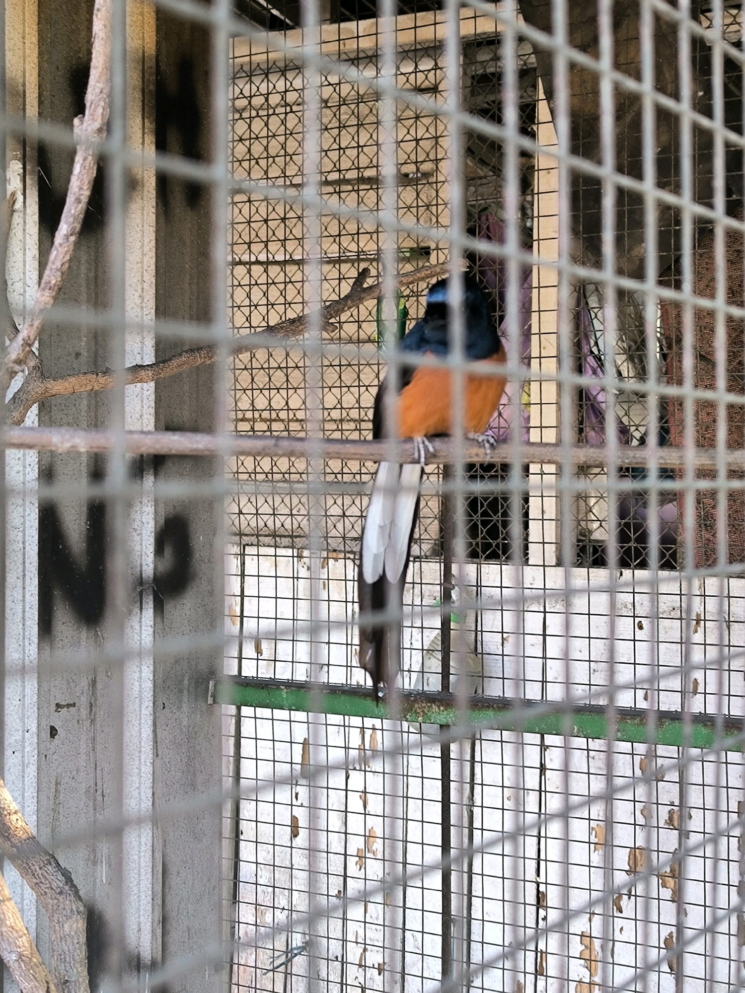 A bird is perched on a wooden branch inside a cage. The bird has black and blue feathers on its head and back, and bright orange feathers on its chest and belly. Its tail is long and white with black tips. The cage is made of metal bars and mesh, with a green bar running horizontally across the middle. In the background, there is a concrete wall with some graffiti on it, and a patterned screen. The scene appears to be outdoors, possibly in a zoo or aviary, in Karanganyar, Indonesia.