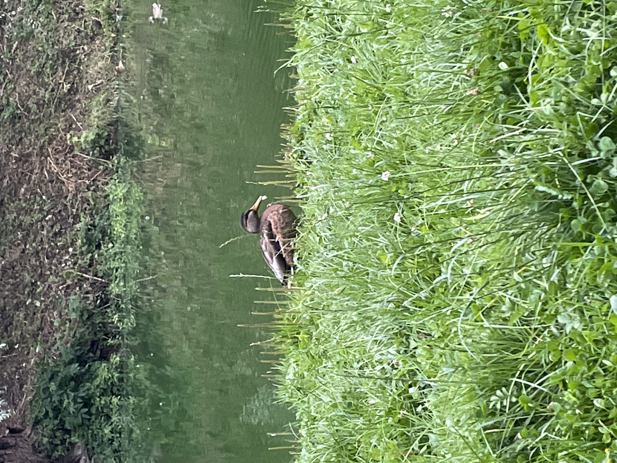A duck is pictured standing on a grassy bank next to a body of water. The duck is brown and has a dark head. It is facing left and appears to be holding something white in its beak. The grass is tall and green, with some small white flowers scattered throughout. The water is a murky green color, and there are reflections of trees and bushes on the surface. The background is filled with dense green foliage and brown branches. The scene appears to be in a park or natural area within the city of Tallinn, Estonia.
