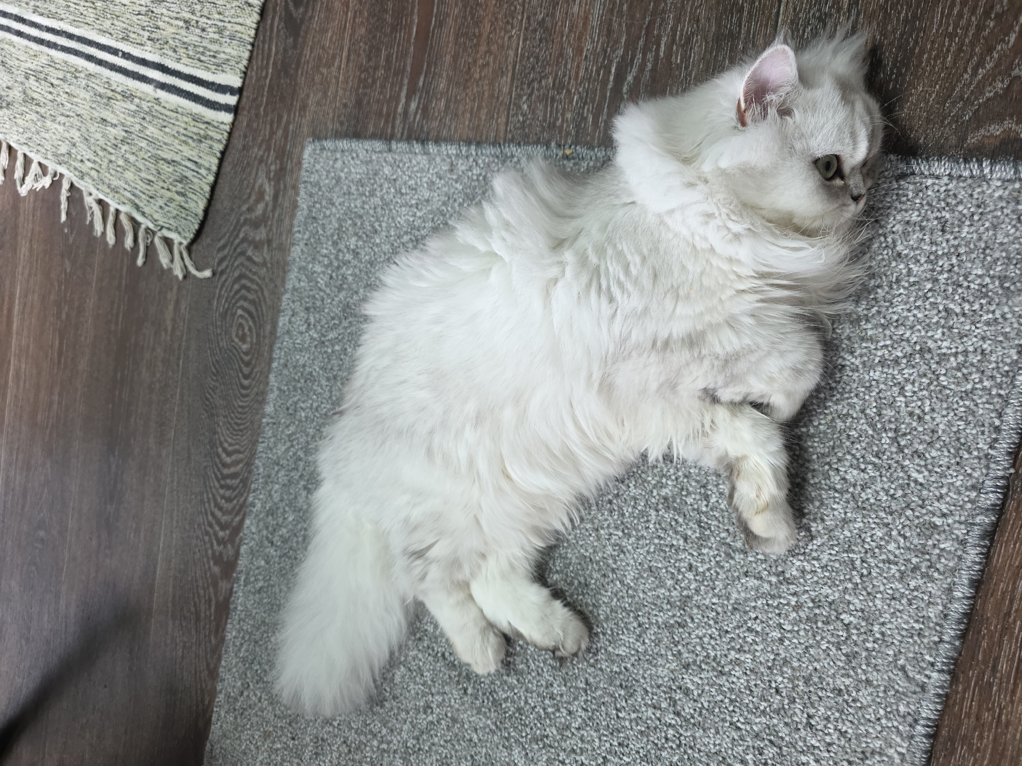 A long-haired white cat is lying on a grey rug on a wooden floor. The cat is facing to the right, with its head turned towards the camera. The cat's eyes are green. There is a rug with stripes in the background. The scene is indoors. The location is not specified.