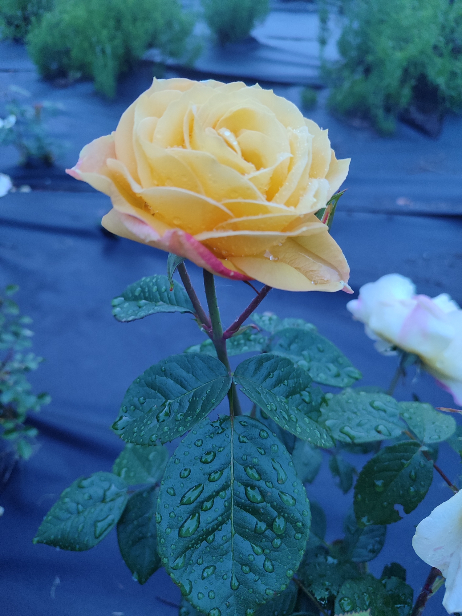 A close-up, vertical photograph captures a prominent yellow rose in full bloom, positioned centrally within the frame, with its flower slightly offset to the upper left. The rose's petals display a range of yellow tones, from pale to golden, with distinct pinkish-red tinges visible on the edges of the outermost petals. Numerous small, spherical water droplets adhere to the petals' surfaces, reflecting diffused light. Below the bloom, the rose's green stem is visible, along with multiple dark green leaves, each densely covered with well-defined water droplets. In the immediate background, out-of-focus elements of what appear to be other light-colored roses (likely white or very pale pink) are visible to the right and lower right. The ground in the mid-ground and distant background is covered by a dark blue or black landscape fabric, exhibiting moisture. Scattered, blurred green foliage and shrubs are discernible against this dark ground cover. The scene depicts an outdoor garden or nursery setting, located in Kyiv, Ukraine, consistent with recent precipitation or watering. No human subjects or animals are present.