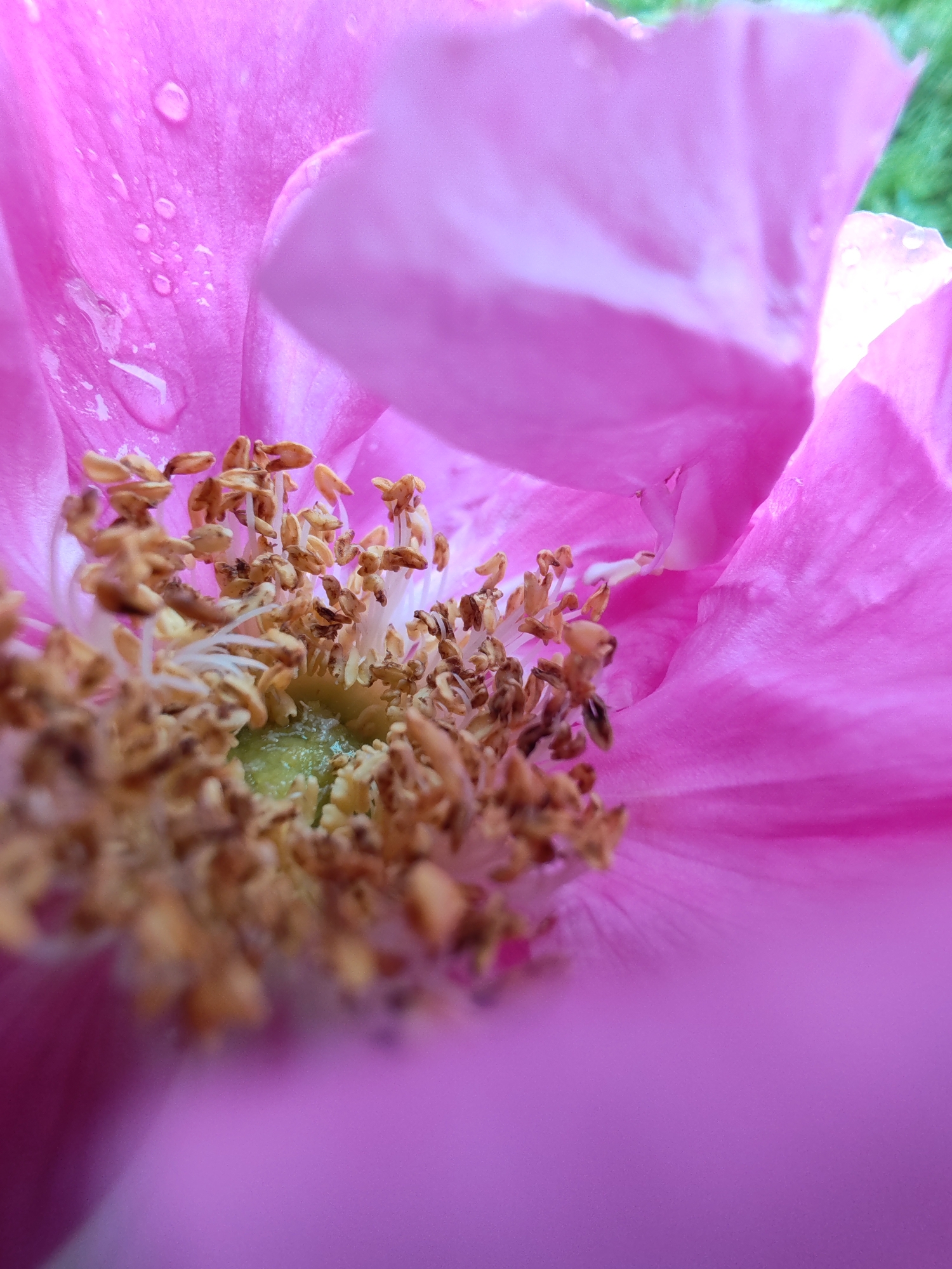 This is a close-up, macro photograph of the center of a vibrant pink flower, likely a rose or a similar bloom, with dew drops visible on its petals. The stamens, covered in golden-brown pollen, are prominent and clustered in the center, surrounding a bright green pistil. The background consists of soft pink petals and a blurred green, suggesting an outdoor garden setting. The image is well-lit, highlighting the textures and details of the flower. The photograph does not depict any identifiable landmarks or human activity and therefore cannot be localized to a specific city like Чухлэм, Russia.