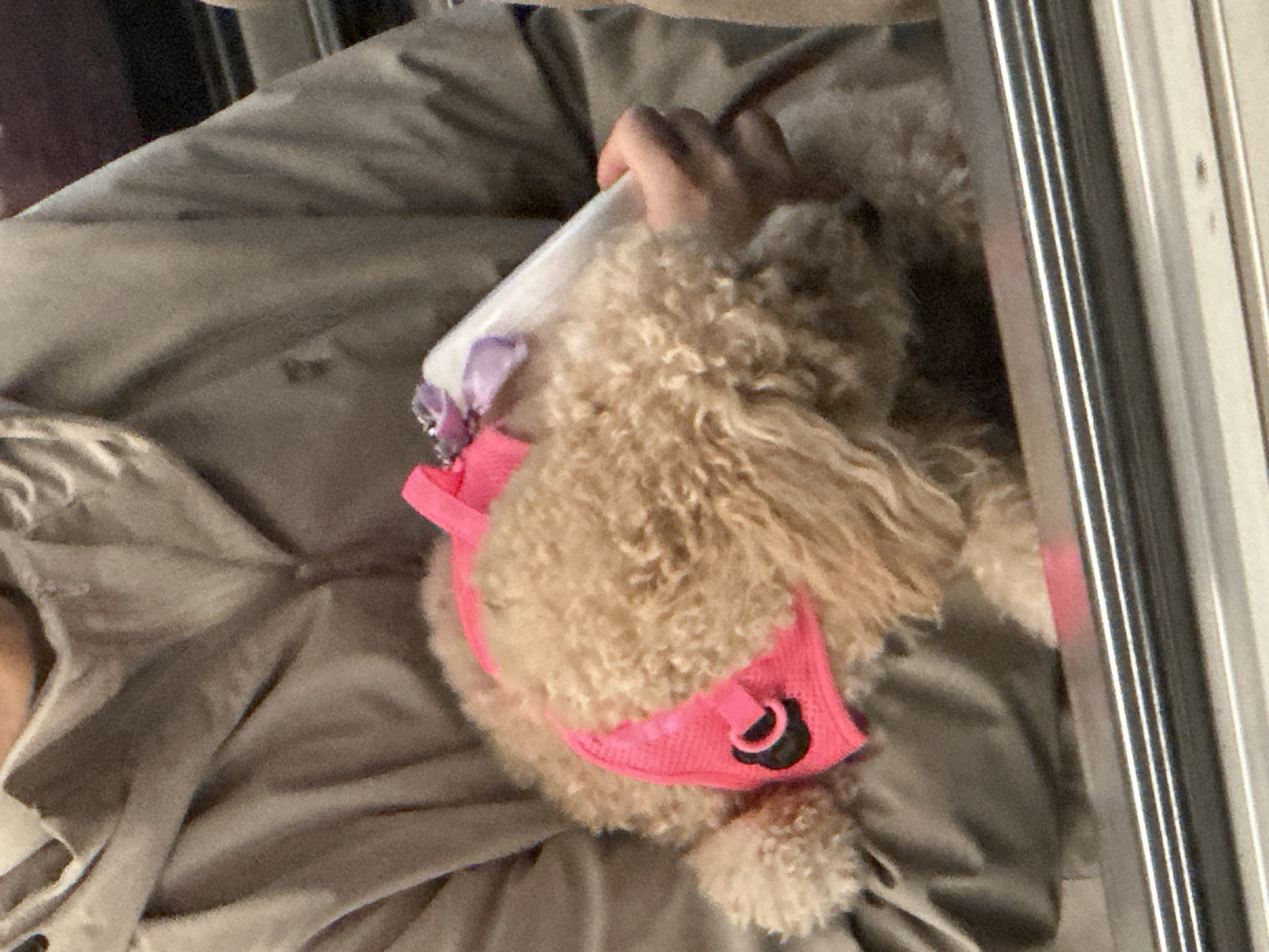 The image displays an interior scene within a public transport vehicle, consistent with a train on the London Underground in the City of London, United Kingdom. A person, partially visible from the chest upwards, wears a light brown or beige hooded jacket. They are holding a small, light brown, curly-haired dog in their arms. The dog is wearing a bright pink harness with a black D-ring or buckle visible on its back. The person's right hand holds a white rectangular object, possibly a mobile phone, with a small purple ribbon attached near its top. The dog's head is not clearly visible, facing downward. In the immediate foreground, multiple parallel metallic bars, characteristic of public transport seating or dividers, are present.