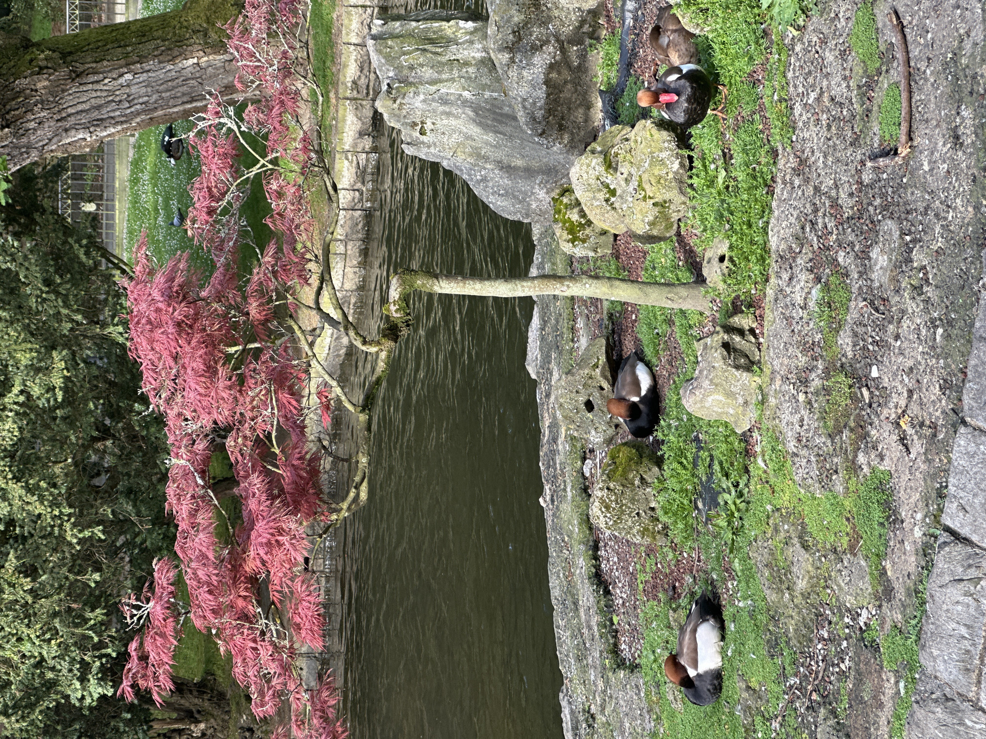 The image depicts a view of a pond in a park-like setting. The pond's water appears dark, reflecting the surrounding environment. On the right side of the image, there is a rocky ledge covered with moss and greenery. Several ducks are resting on the ledge. A small, red-leaved Japanese maple tree is prominently positioned on the left, its branches extending towards the pond.
Based on the context and visual cues, this scene is likely located in the San Francisco Park, a well-known park in the city of Oviedo, Spain.