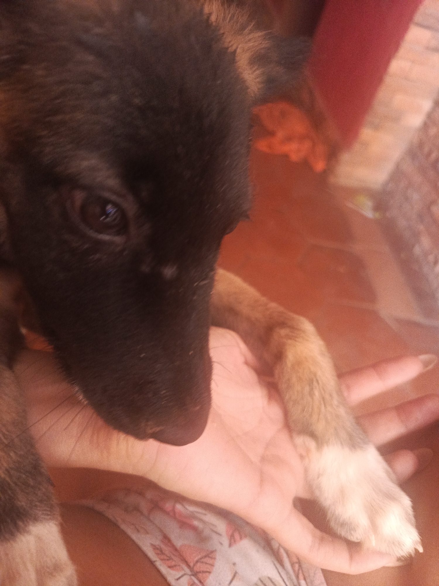 A close-up shot depicts a puppy resting its head on a person's hand. The puppy has a dark snout and forehead, with lighter brown fur on its body and a white paw. The person's hand is slightly open, supporting the puppy's weight. The background is blurry, but appears to be an interior setting with reddish-brown tones. There is no information to determine if the image was taken in Juan Griego, Venezuela.