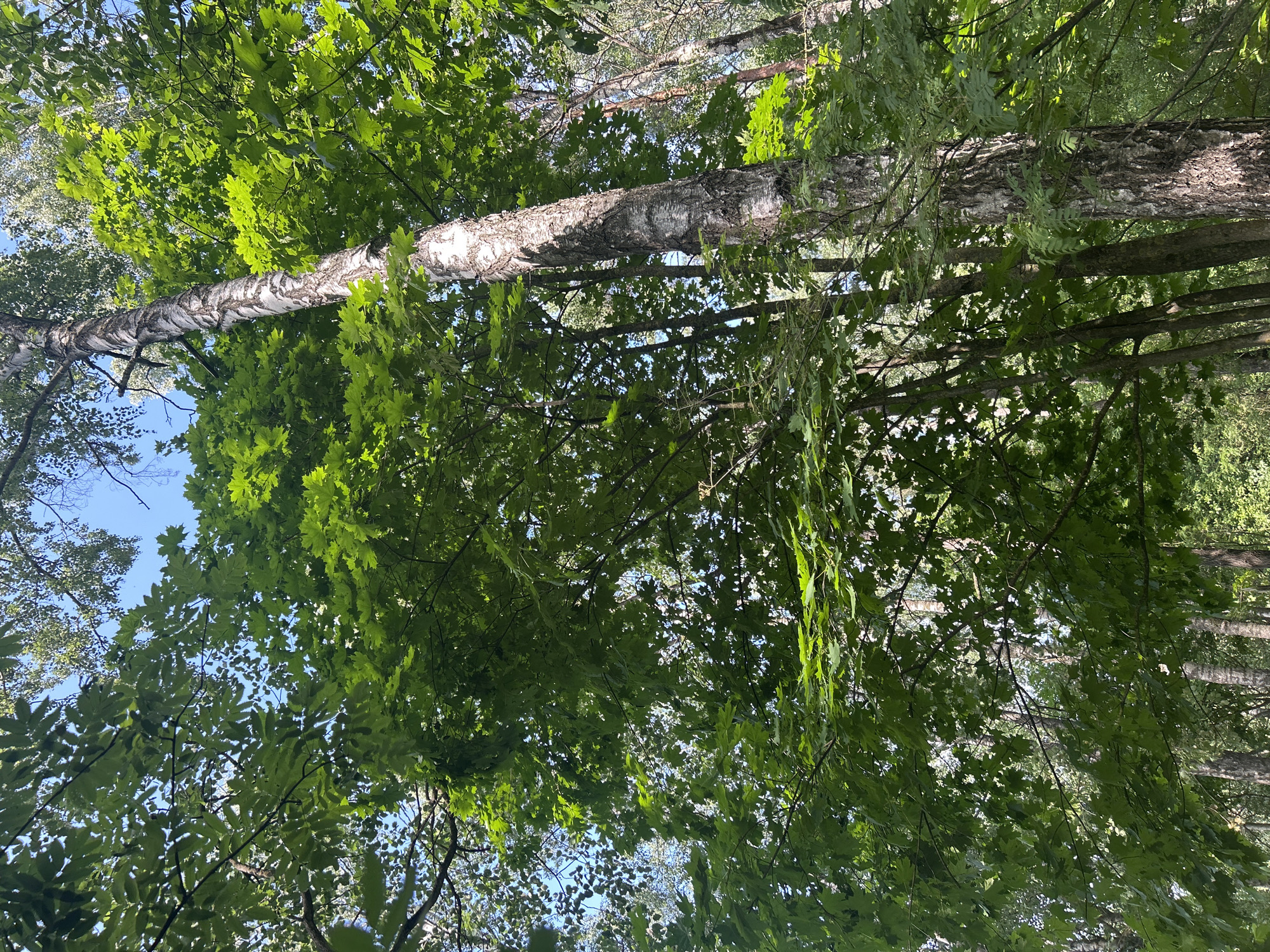 This is a low-angle, full-shot photograph taken outdoors in a forest. The scene is dominated by lush green foliage and tall trees. In the foreground and midground, dense green leaves of deciduous trees obscure much of the sky, creating a canopy effect. A prominent birch tree with its characteristic white and black bark stands tall in the mid-right of the frame, its trunk angled slightly to the left. Sunlight filters through the leaves, casting dappled light and shadows. In the background, other trees, some appearing thinner and taller, are visible through gaps in the foliage, hinting at a deeper forest environment. The sky is a clear, bright blue, visible in patches through the leaves. The location is identified as Лунненскі сельскі Савет, Belarus. There are no people or animals present in the image.