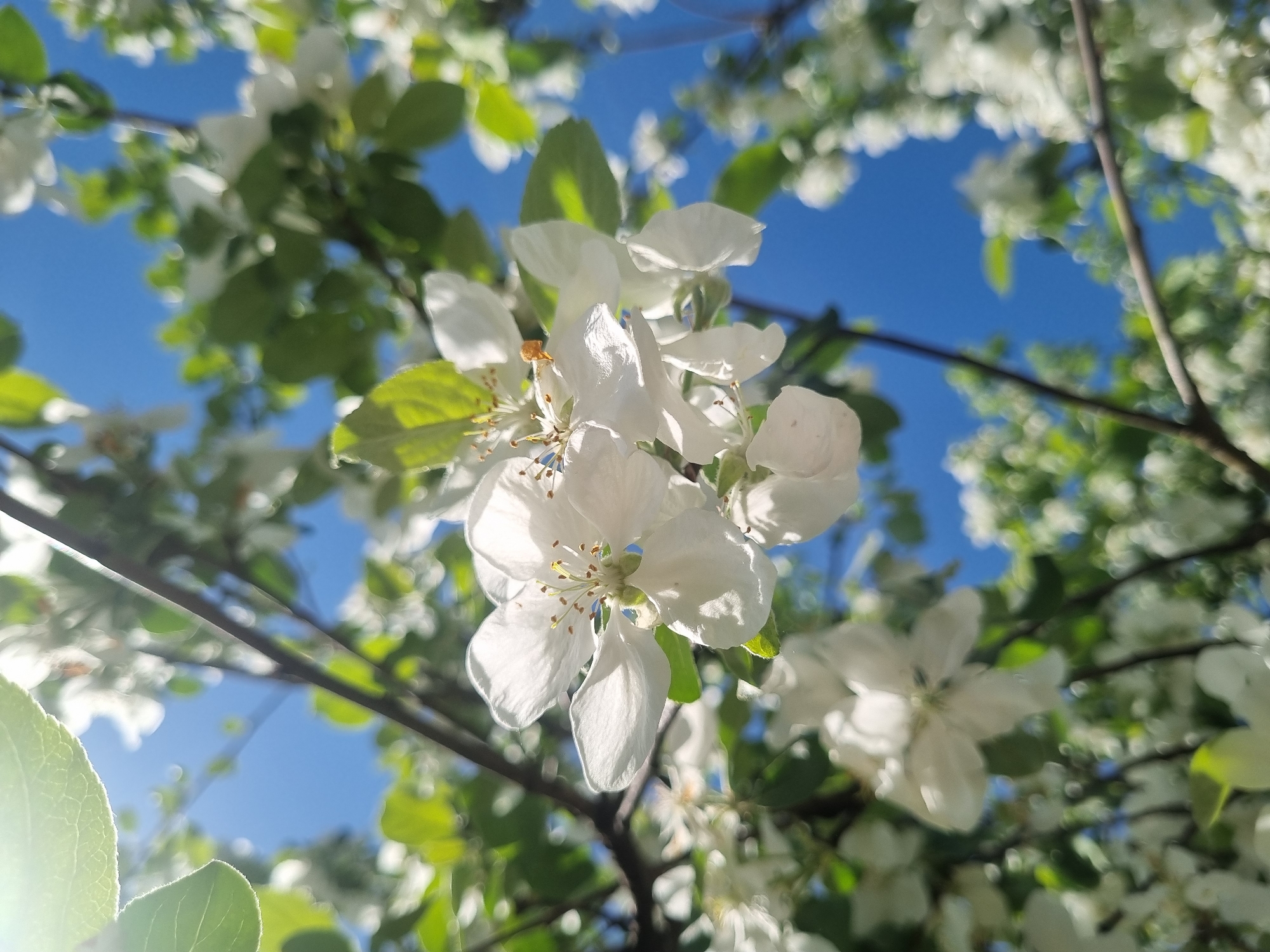 The image shows a close-up view of white apple blossoms against a clear blue sky. The blossoms are clustered on branches with green leaves. The light is bright, with some lens flare visible in the lower left corner. The location is likely the city of Chaikovsky, Russia, based on the prompt.