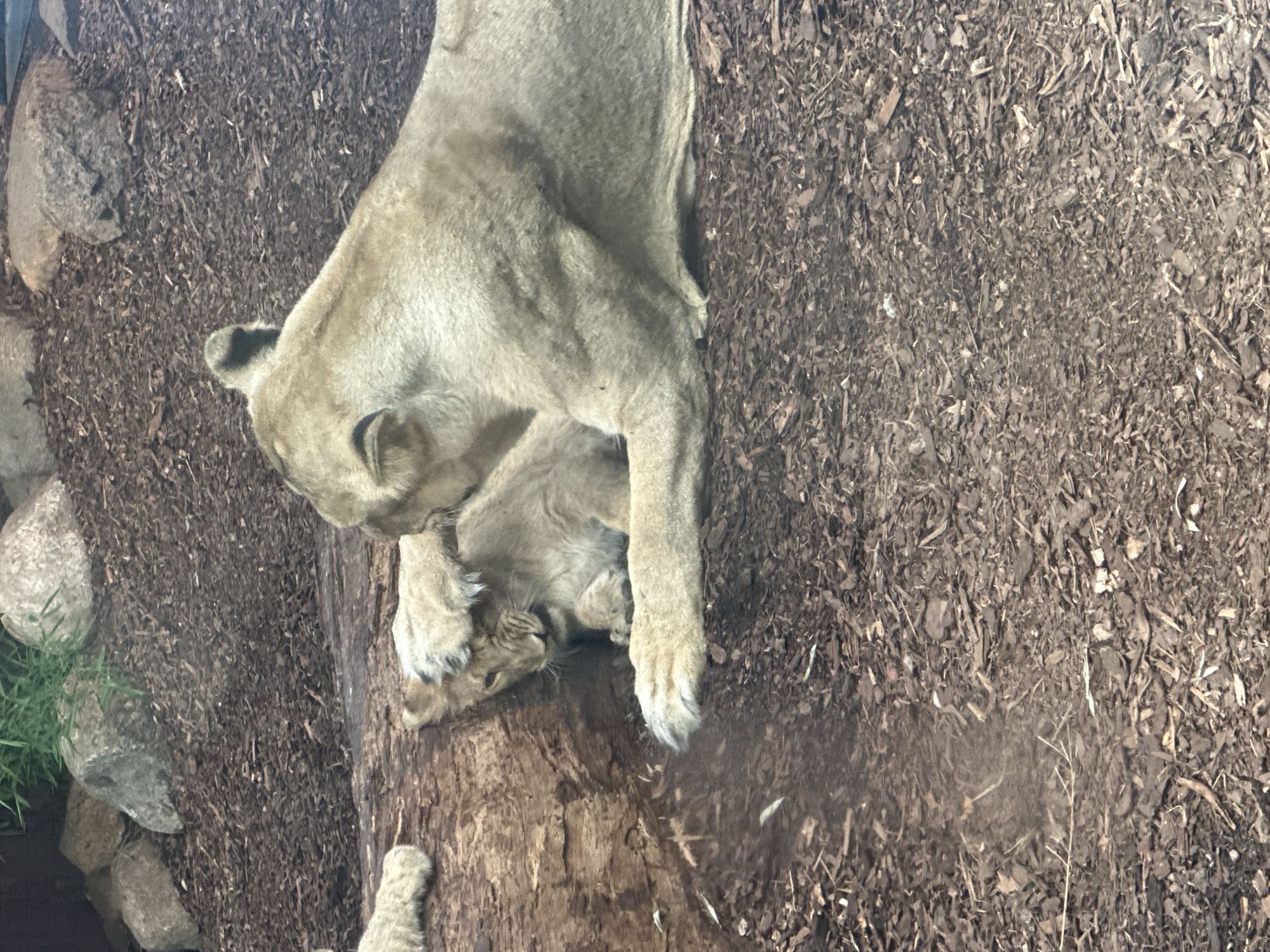 The image shows two lions, an adult and a cub, interacting on a fallen log in an outdoor enclosure. The adult lion is lying down, with its head resting near the cub. The cub is curled up, appearing to be nuzzling into the adult. Both lions are light brown in color and appear to be healthy. The enclosure is covered in wood chips and there are rocks and greenery in the background. The scene is likely a zoo or wildlife park. Specifically, this image may have been taken at Zoo Schwerin.
