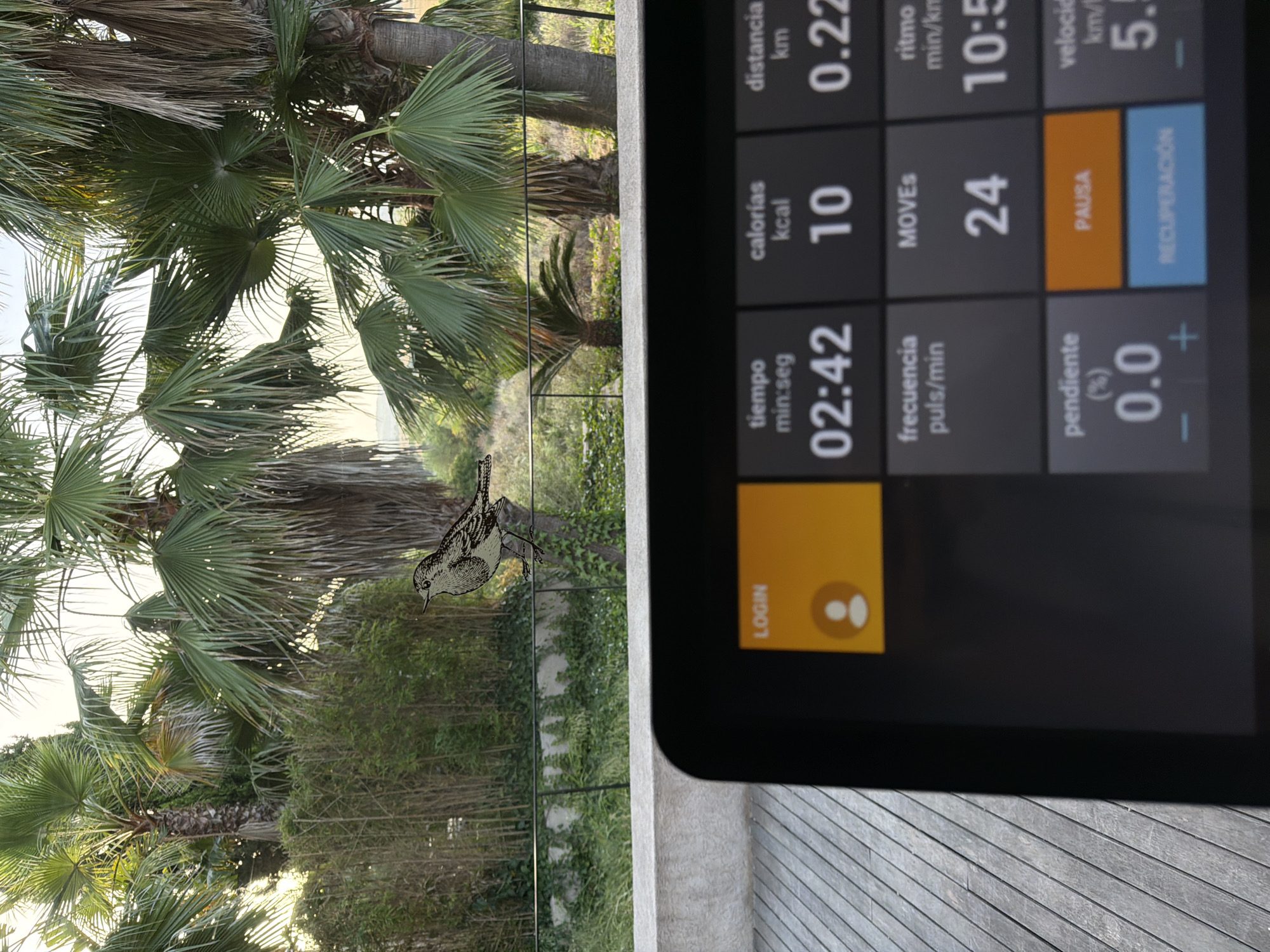 This is a horizontal, eye-level shot of a tablet screen displaying fitness data, angled to show a tropical outdoor scene in the background. The tablet, positioned on the right side of the frame, has a dark gray interface with white text and orange and blue accents. The screen displays metrics such as "tiempo" (time) at 02:42, "calorías" (calories) at 10, "distancia" (distance) at 0.22 km, "MOVES" at 24, "ritmo" (pace) at 10:5 min/km, "frecuencia" (frequency) puls/min, "pendiente" (incline) at 0.0%, and "velocidad" (speed) at 5.1 km/h. Buttons labeled "LOGIN", "PAUSA" (pause), and "RECUPERACIÓN" (recovery) are visible.
The background is a lush, green landscape with palm trees and dense foliage, suggesting a warm climate. Sunlight filters through the palm fronds, indicating it is likely daytime, possibly morning or late afternoon due to the soft lighting. A small bird, rendered in a sketch-like style, is perched on what appears to be a glass surface in front of the palm trees, its reflection also visible. The overall impression is a blend of technology and nature, possibly capturing an outdoor workout session. The text "Montuïri, Spain" suggests a specific location for this scene.