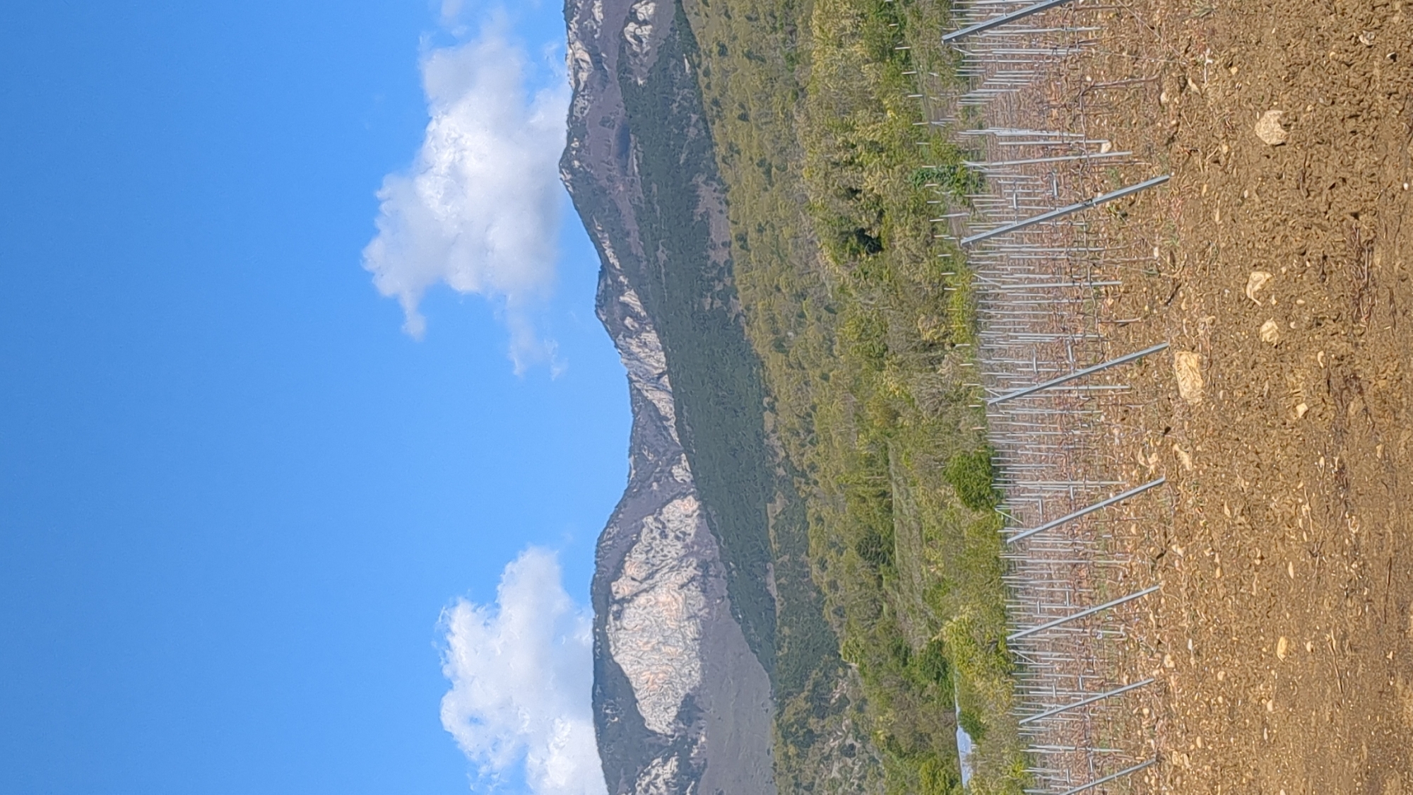 The image depicts a vineyard situated against a mountain landscape, possibly in the vicinity of Pushkino, Ukraine. The foreground is dominated by rows of metal trellises, characteristic of grape cultivation. The ground is dry and sparsely vegetated, with scattered rocks. Beyond the vineyard, a tree-covered hillside ascends toward a mountain range. The mountain's slopes display varying textures and colors, with some areas appearing rocky and others covered in vegetation. The sky is blue with scattered white clouds.