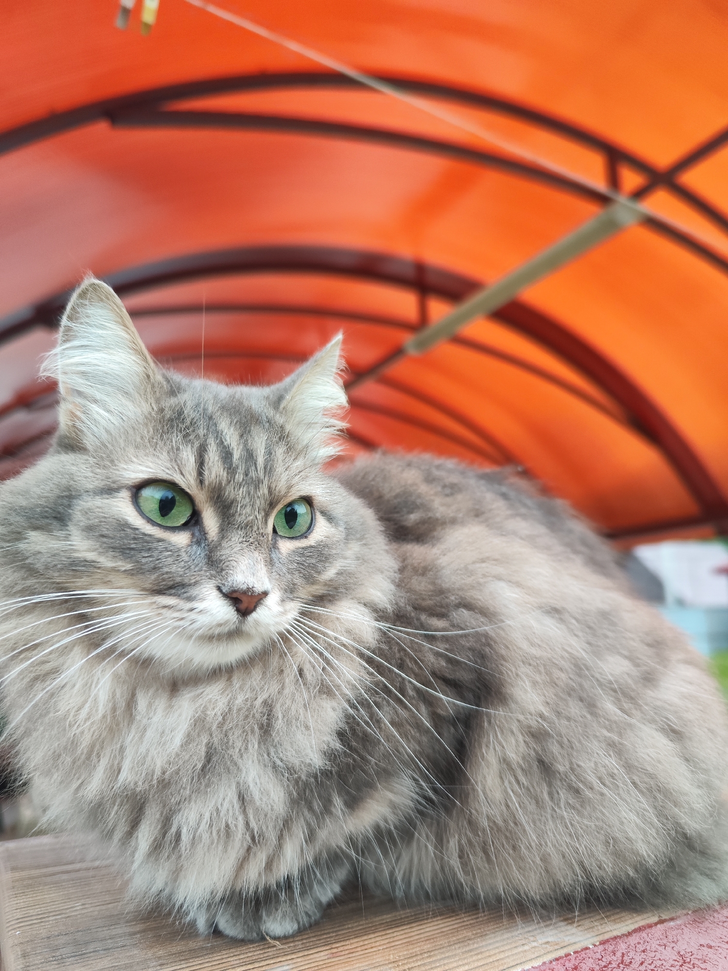 A medium close-up shot shows a gray, long-haired cat with striking green eyes, sitting on a wooden surface, likely a table or bench. The cat is positioned with its body slightly angled to the right. The background features an orange, arched canopy-like structure made of metal framing. The location is Chaikovsky, Russia, as indicated by the presence of the distinctive overhead structure that is commonly found in the city. No people are visible in the frame.