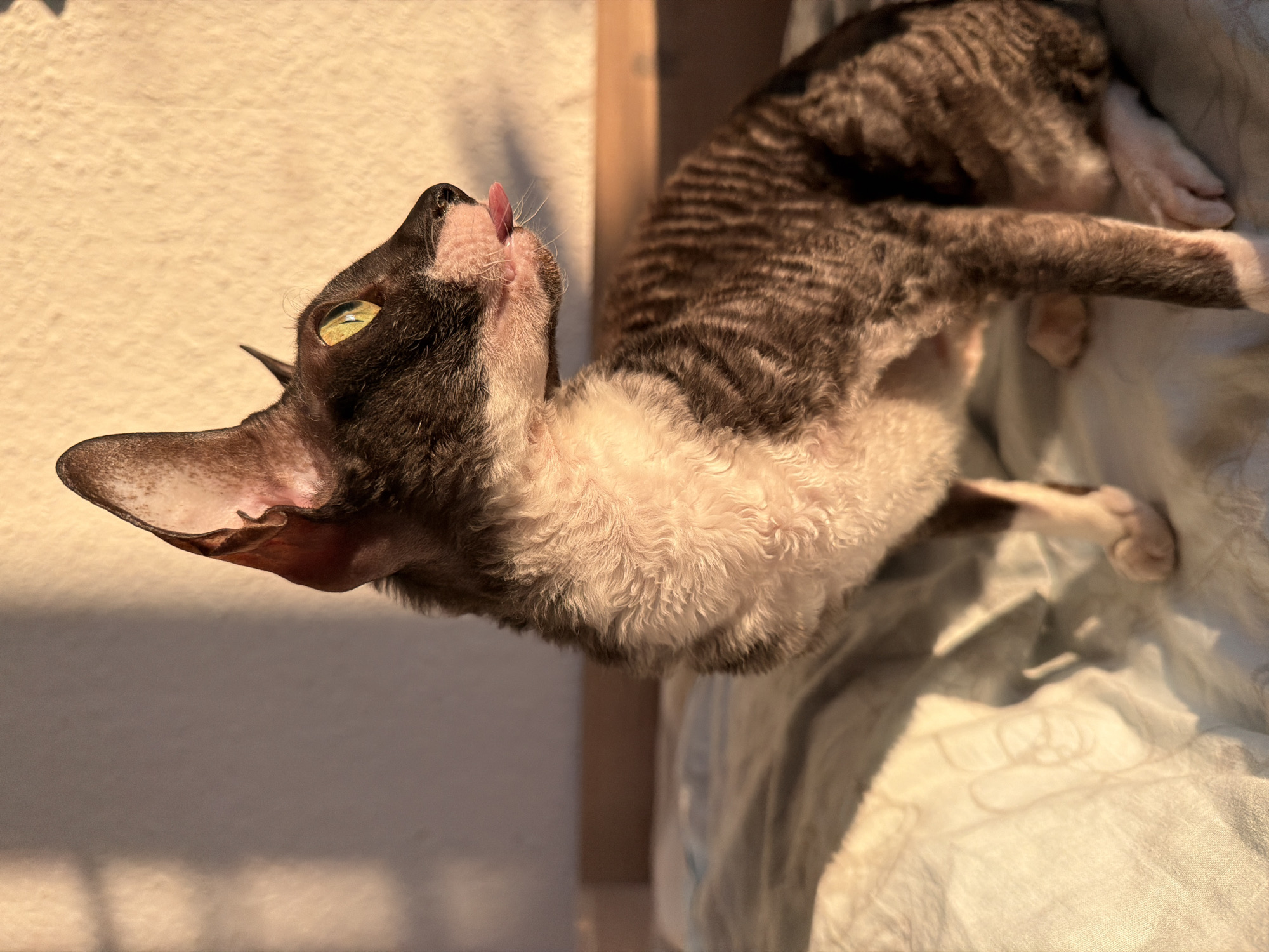 A Cornish Rex cat with a mottled dark brown and white curly coat is sitting on a light blue patterned blanket. The cat is facing right, with its head turned slightly upwards and its tongue sticking out. Its eyes are a bright yellow-green. The background is a textured, light orange wall with shadows cast from the left. The lighting suggests it is late afternoon or early morning, with warm sunlight illuminating the scene. The cat's fur is noticeably wavy and sparse in places, characteristic of the breed.