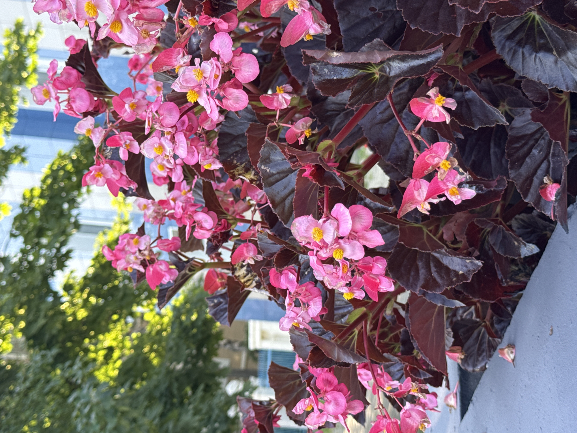 The image shows a close-up of a planter filled with vibrant pink begonia flowers with dark, almost black, foliage. The flowers have delicate petals and bright yellow centers. Some fallen petals are visible on the gray concrete planter rim in the foreground. In the background, out-of-focus green trees with dappled sunlight filtering through them are visible, along with a building with blue and white accents. The scene appears to be outdoors in an urban setting, possibly in a park or along a street in Yuzhno-Sakhalinsk, Russia, given the mention of the location. There are no people or animals depicted in the image, and no specific actions are taking place. The overall impression is one of natural beauty contrasted with an urban environment.
