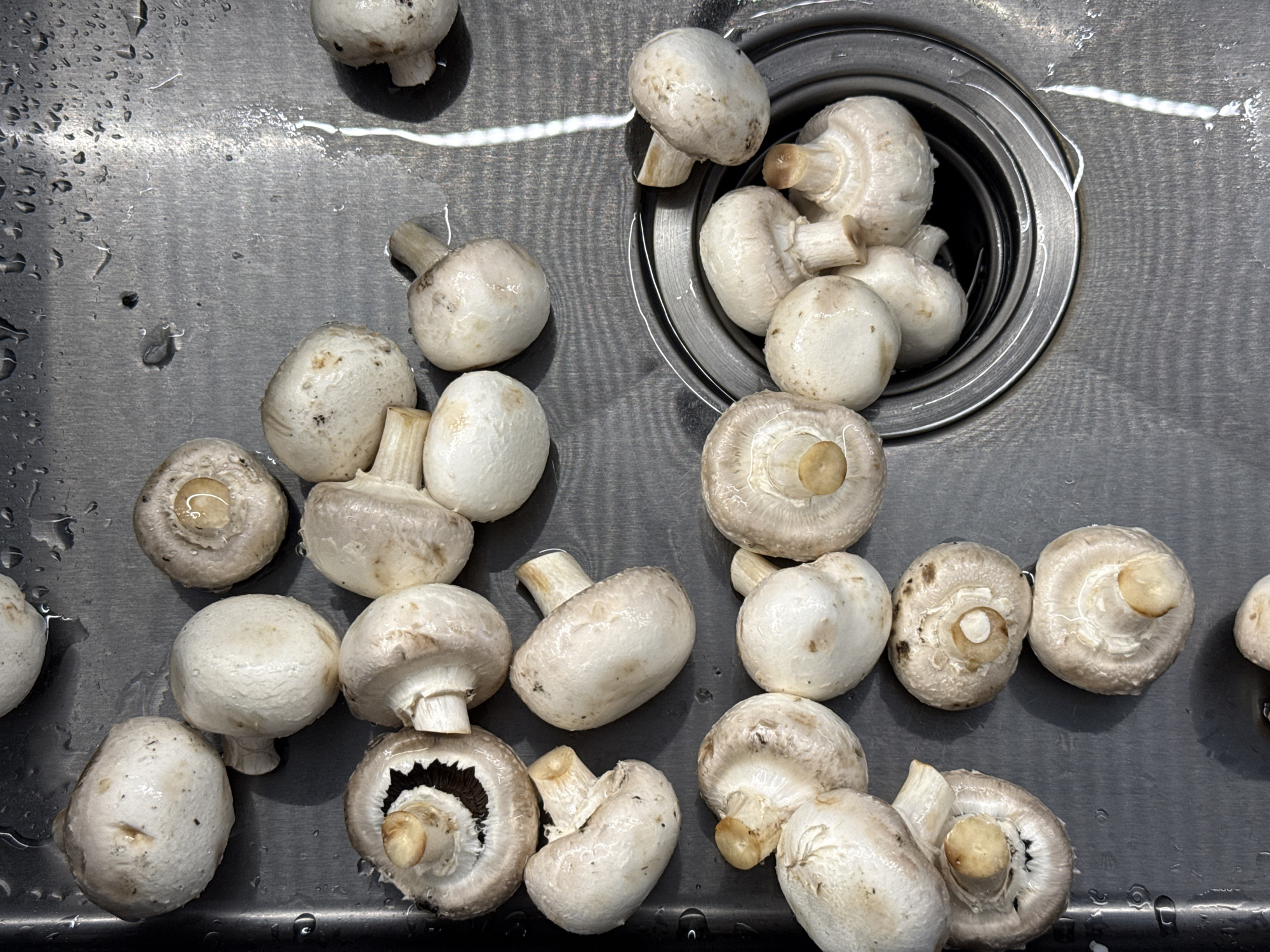 This image shows a collection of white button mushrooms in a stainless steel sink, with water droplets scattered across the surface. Some mushrooms are piled in the sink drain. The scene is illuminated by artificial light, suggesting an indoor setting, likely a kitchen. The mushrooms are fresh and appear to be in various stages of being washed. There are no people visible, nor is there any text. The overall impression is one of food preparation or cleaning. The location context of Lyubertsy, Russia, is provided but not evident from the visual cues in the image.