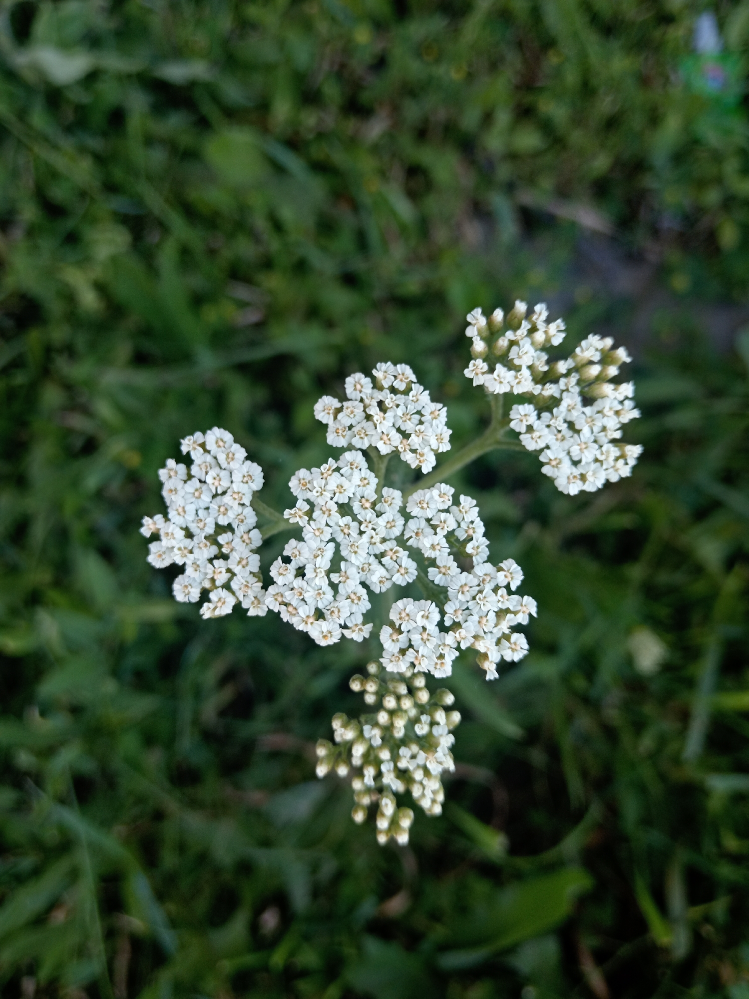 This media file is a close-up, high-angle shot of a cluster of small white flowers, likely yarrow, set against a blurred background of green grass. The flowers are the central focus, with their delicate petals and clustered arrangement. The background suggests an outdoor setting, possibly a meadow or a garden, given the presence of grass. The lighting appears natural, and there are no obvious cues about the time of day or specific weather conditions, though the overall tone is somewhat muted, suggesting it might not be bright midday sun. The location is identified as Uchkeken, Russia. There is no text visible in the image. The composition is simple, highlighting the natural beauty of the wildflowers.