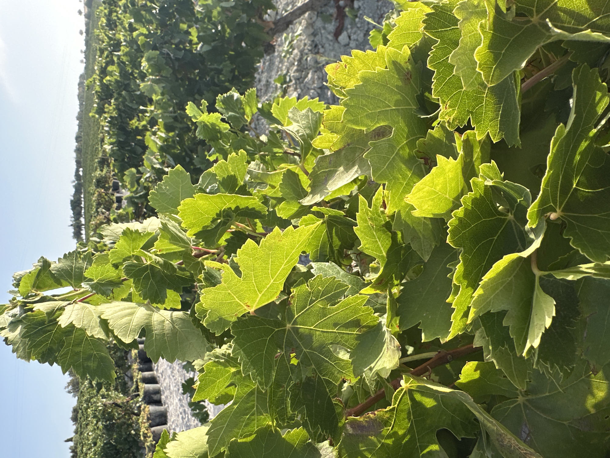 The image shows a close-up view of green grape leaves in a vineyard under a bright, clear sky. In the background, rows of grapevines stretch out across a landscape with more greenery and a dusty ground. The sun is shining, casting light on the leaves and creating shadows. The scene appears to be a vineyard in San José del Valle, Spain, bathed in sunlight.