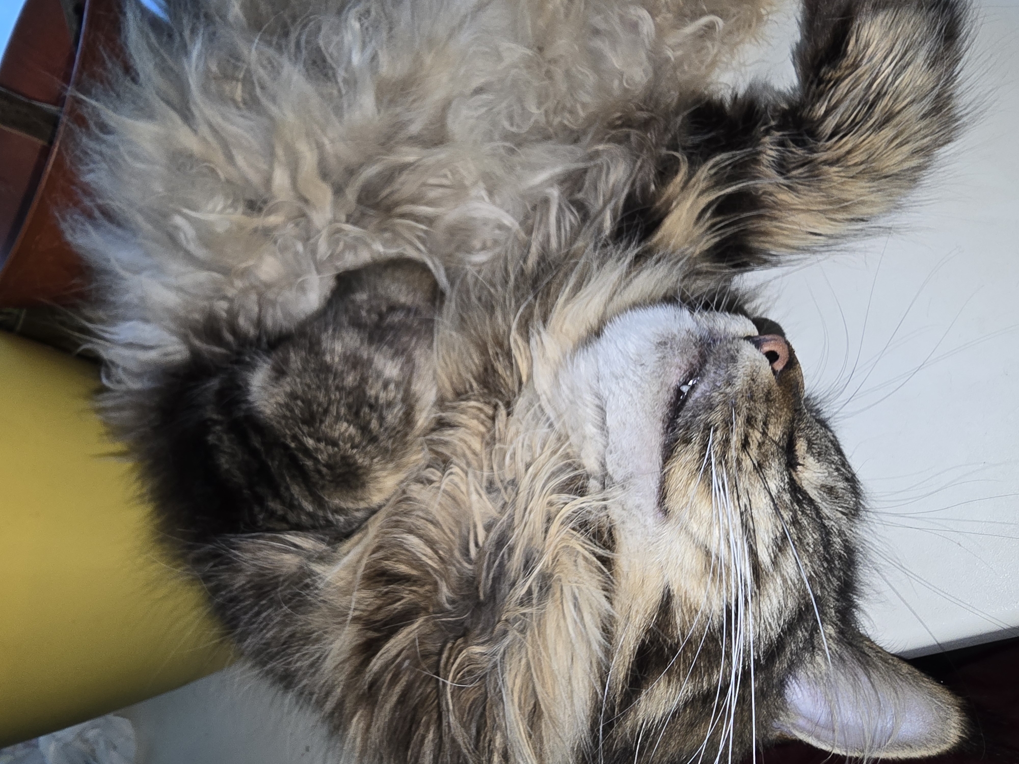 This is a close-up, high-angle, eye-level, indoor photograph of a long-haired tabby cat sleeping on a flat, light-colored surface, possibly a windowsill or table. The cat is curled on its side with its head resting down, displaying its facial features. Its fur is a mix of brown, grey, and tan tabby markings. White whiskers are prominent against its face. The background is blurred, but a yellow object is visible to the upper left, and a dark brown, possibly wooden, object is to the upper right. The lighting appears to be natural and soft. There are no people or any other identifiable objects or environmental features in the image. The provided hints do not offer any information regarding the location of Krasnoyarsk, Russia.