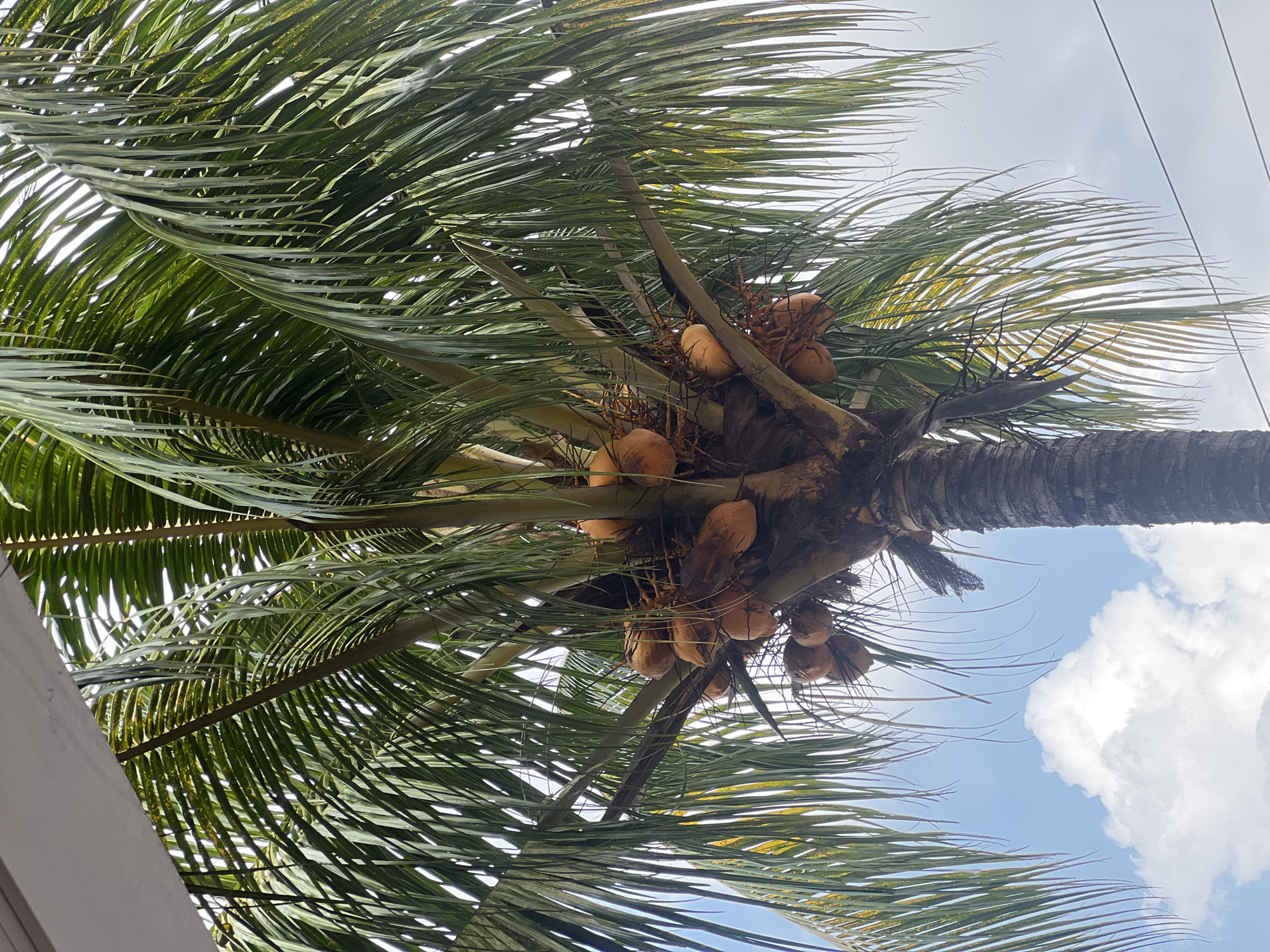 A low-angle shot of a coconut palm tree with a cluster of coconuts visible amongst its fronds. The sky is partly cloudy, with a few white clouds against a light blue background. The fronds of the palm tree are a vibrant green and hang down, creating a canopy effect. The coconuts are a light brown or golden color, some partially covered by fibrous husks. Part of a white structure, possibly a roof or overhang, is visible at the top of the frame, casting a shadow over some of the palm fronds. The trunk of the palm tree is rough and textured, with visible growth rings. Electrical wires are faintly visible in the upper right corner of the image. The scene appears to be outdoors in a tropical environment.