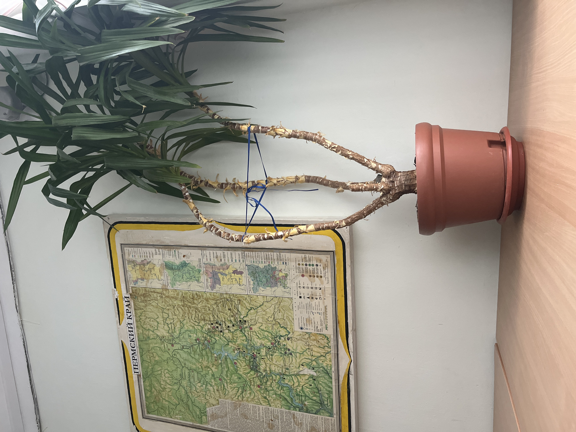 The image shows a room with a potted plant leaning over a map. The plant has a brown pot, green leaves, and stems wrapped with a light-colored material and tied with a blue ribbon. The map displays a green and yellow landscape with text in Russian, including the phrase "ПЕРМСКИЙ КРАЙ" (Perm Krai). The location is likely Chaikovsky, Russia, due to the geographical context of Perm Krai. The plant and map are positioned against a white wall, with a wooden panel visible on the right side of the frame.