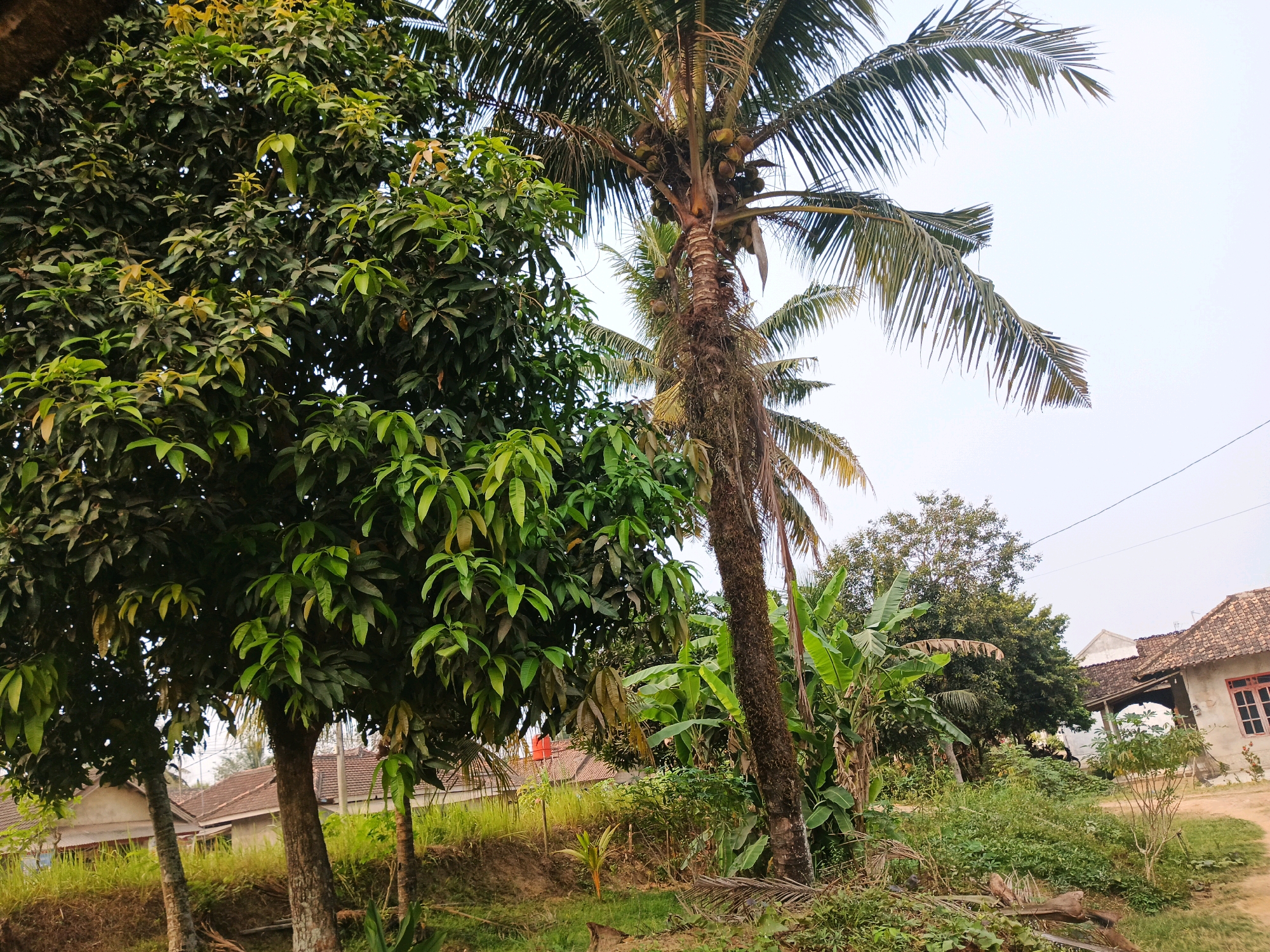 The image depicts a rural scene in Indonesia, possibly a village, with a focus on lush vegetation and residential structures. In the foreground, a tall, mature coconut palm tree stands prominently, laden with coconuts. To its left, a dense canopy of a mango tree with dark green leaves dominates the frame, with some lighter green and yellowing leaves visible. Several other trees, including what appear to be banana trees with large, broad leaves, are scattered throughout the scene, contributing to the verdant landscape.
In the background, traditional Indonesian houses with tiled roofs are visible. One house, on the right side of the image, has a light-colored facade and a red-trimmed window. The houses are nestled among the trees and vegetation, suggesting a natural, integrated living environment. The ground is covered with grass, dirt, and fallen leaves, typical of a tropical climate. The sky is overcast, indicating a subdued natural light. A power line is visible against the sky on the right side of the image. There are no people visible in the frame. The overall impression is one of a tranquil, natural setting within a rural Indonesian village.