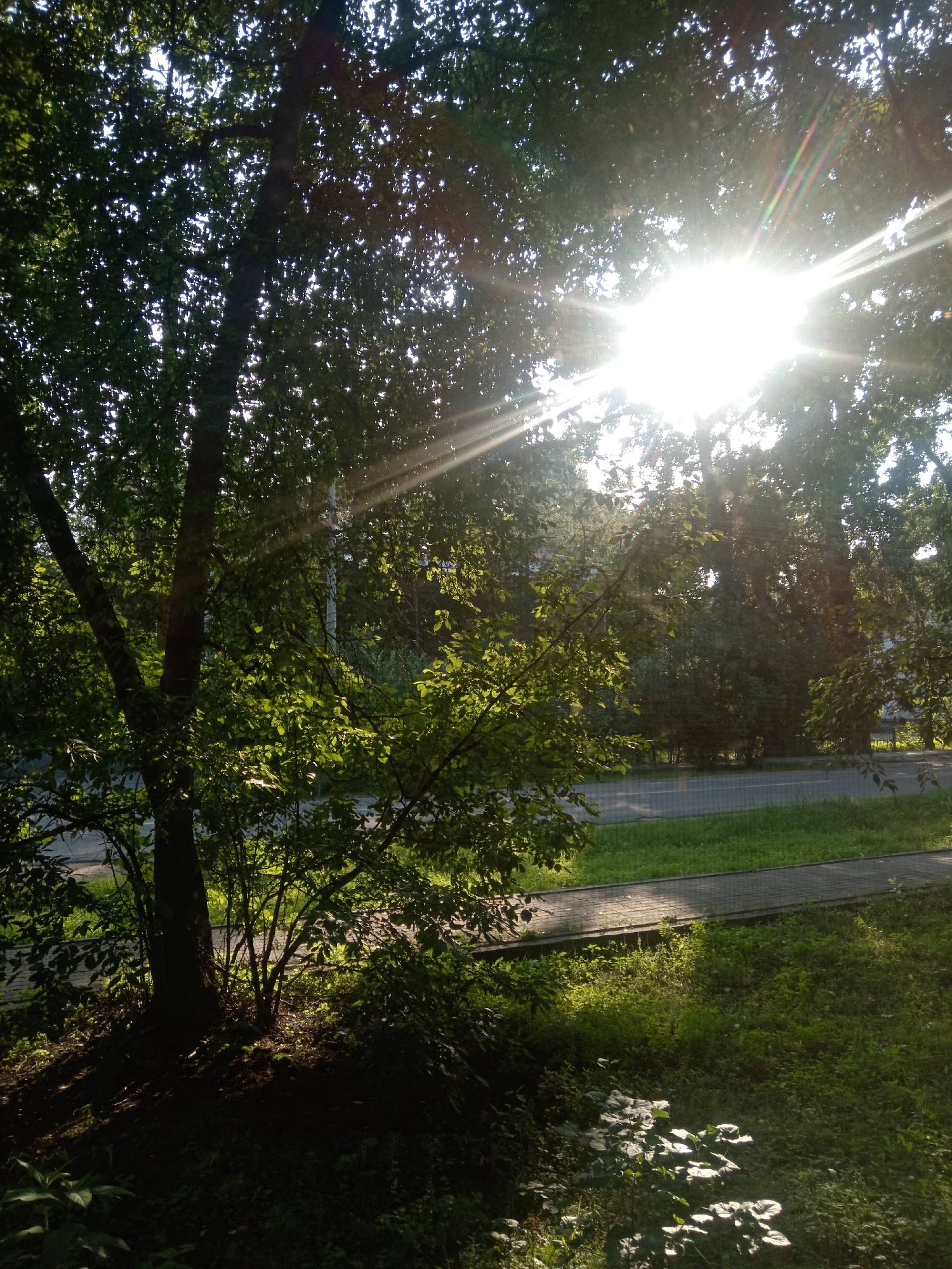 The image depicts a sun-drenched scene with bright sunlight filtering through the dense green foliage of trees. The sun appears to be low in the sky, creating strong rays that are visible as they pass through the leaves. In the foreground, a large tree trunk stands on the left, with its branches and leaves obscuring much of the background. To the right of the tree, there is a paved walkway next to a grassy area and a road. The lighting suggests it is either early morning or late afternoon, with a pronounced contrast between sunlit areas and shadows. The environment appears to be a park or a street lined with trees, possibly in a residential area of Belogorsk, Russia, given the context provided. There are no people or discernible human activity visible in the frame.