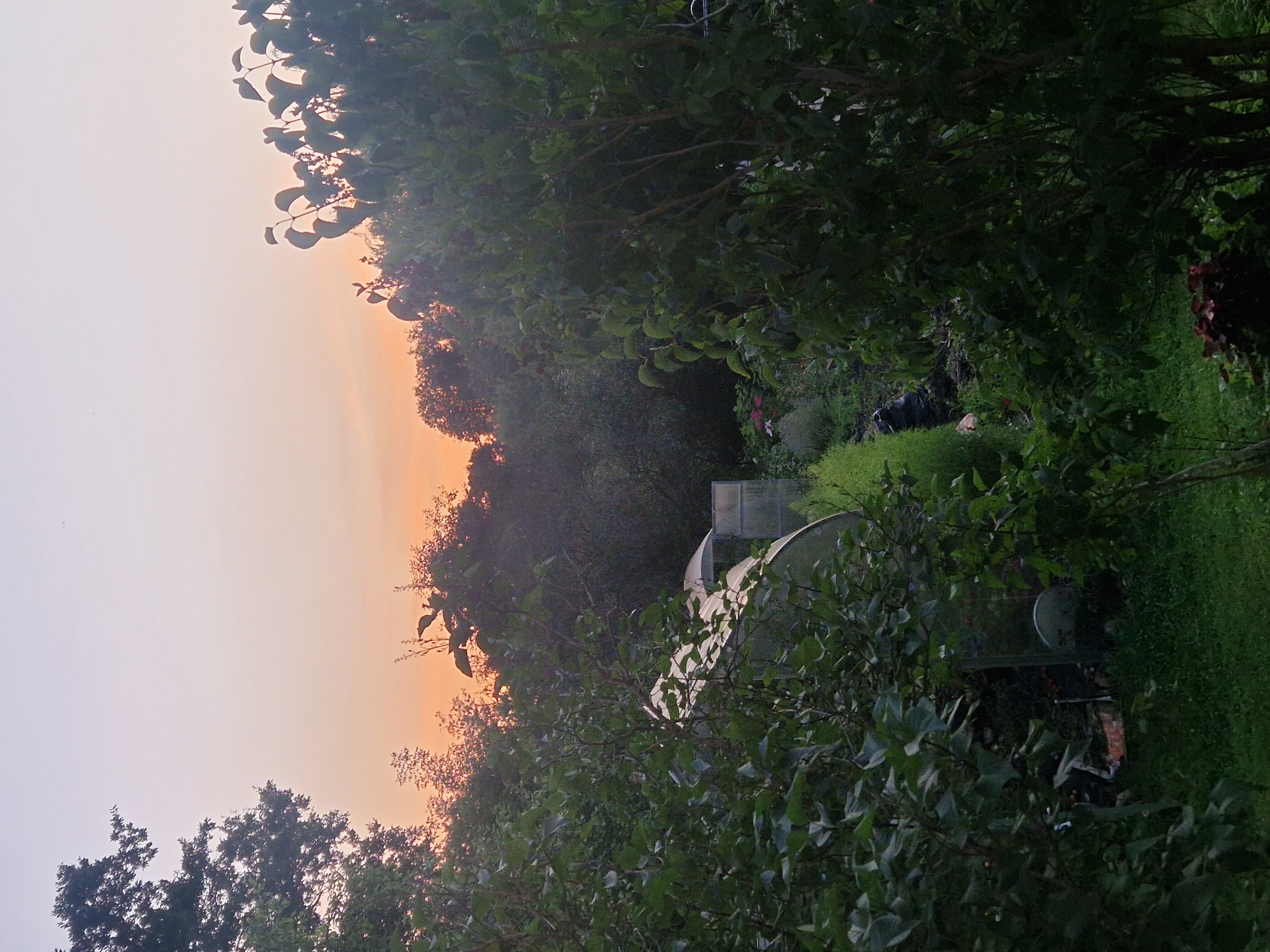 This is a vertical, eye-level shot of a garden and greenhouse in Latvia during what appears to be sunset. The sky on the left is a hazy orange and purple, suggesting the sun is low on the horizon. The right side of the image is filled with lush green foliage from trees and grass, with a greenhouse visible in the middle ground. The greenhouse has a curved, translucent roof and a rectangular section. Inside the greenhouse, some objects are visible but unclear due to shadows.
The scene evokes a sense of tranquility and natural beauty, with the soft light of sunset casting a warm glow over the garden. The trees in the foreground are dense with leaves, and the grass is neatly trimmed, indicating a well-maintained garden. The overall impression is one of a peaceful, domestic setting, likely a private garden or a research institute's grounds given the greenhouse. There is no visible text in the image.