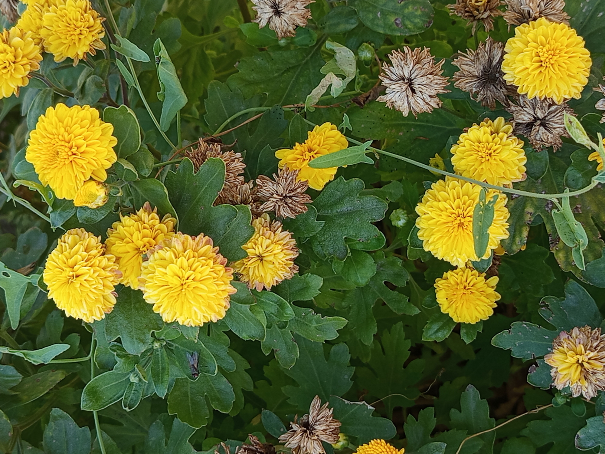 The image depicts a close-up view of a bush with numerous yellow chrysanthemums and green leaves. Some of the flowers are in full bloom, showcasing their intricate petal structures, while others are withered and brown, indicating the end of their bloom cycle. The foliage is dense, with varying shades of green and some visible veins on the leaves. The background is a soft blur of more greenery and possibly some darker shadows, suggesting an outdoor environment. A small, dark insect is visible on one of the leaves in the upper left portion of the image. The scene is likely a garden or a natural setting where these flowers are growing. There is no visible indication of the city of Ak-Suu, Kyrgyzstan, in this image.