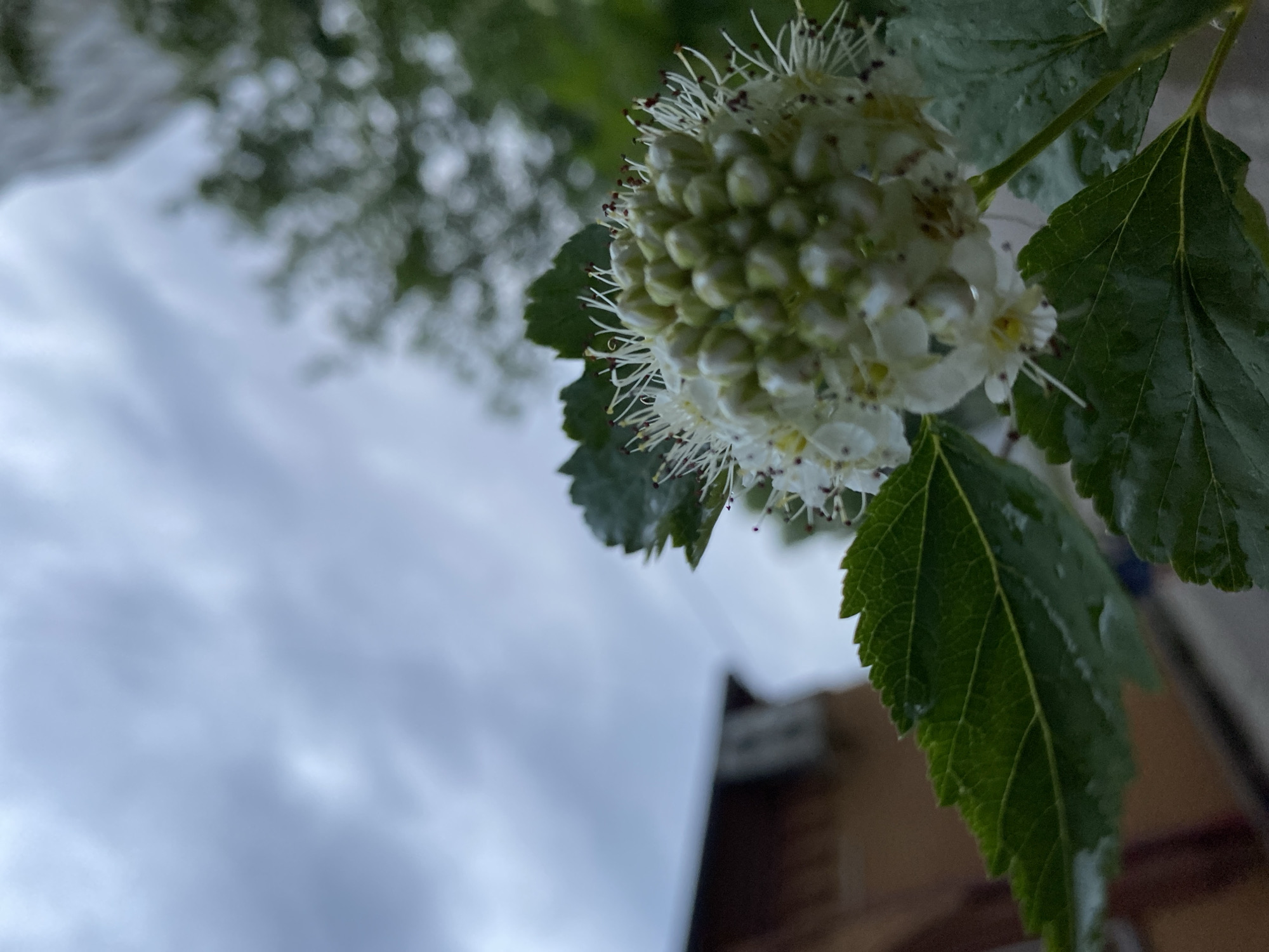 A low-angle shot depicts a cluster of white flowers with green buds and leaves, possibly a type of shrub or tree. Water droplets are visible on the leaves. The background features blurred foliage, a cloudy sky, and indistinct building elements. The location is unspecified but stated to be the city of Chaikovsky, Russia.