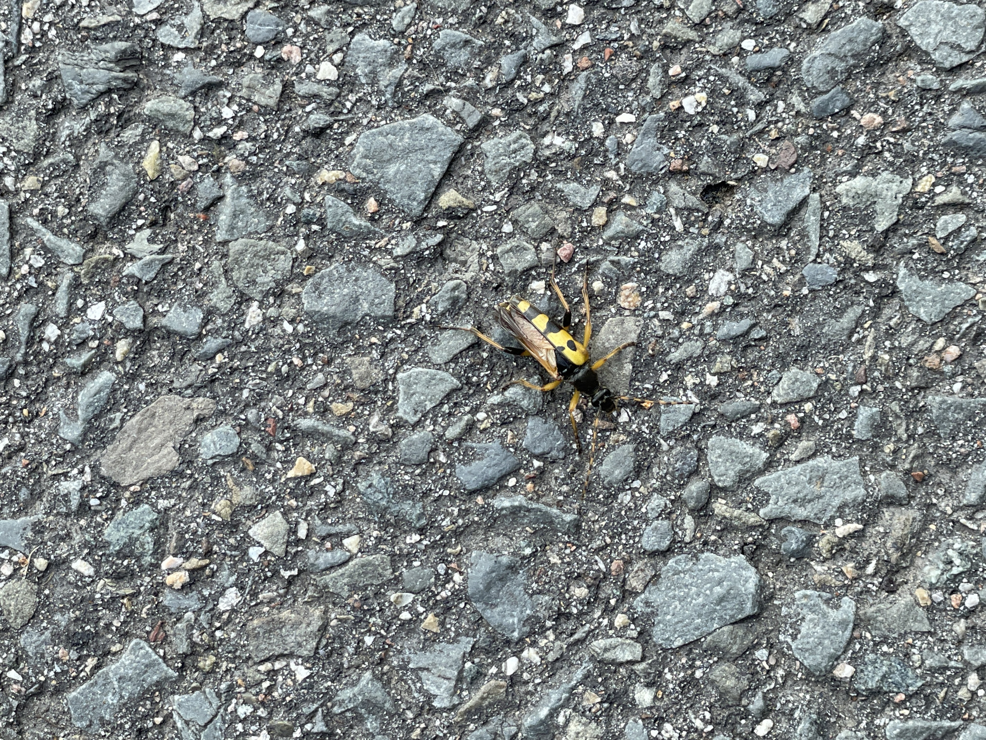 A close-up, overhead shot shows a yellow and black insect with its wings partially open on a gray asphalt surface littered with small stones. The insect, approximately two inches long, is positioned slightly to the right of the center of the frame. Its body is segmented with distinct yellow and black bands. The asphalt is coarse and granular, with varying shades of gray and scattered specks of white and reddish-brown pebbles. The lighting suggests an outdoor, daytime setting. No people or buildings are visible. The location is the city of Langenfeld (Rheinland), Germany.