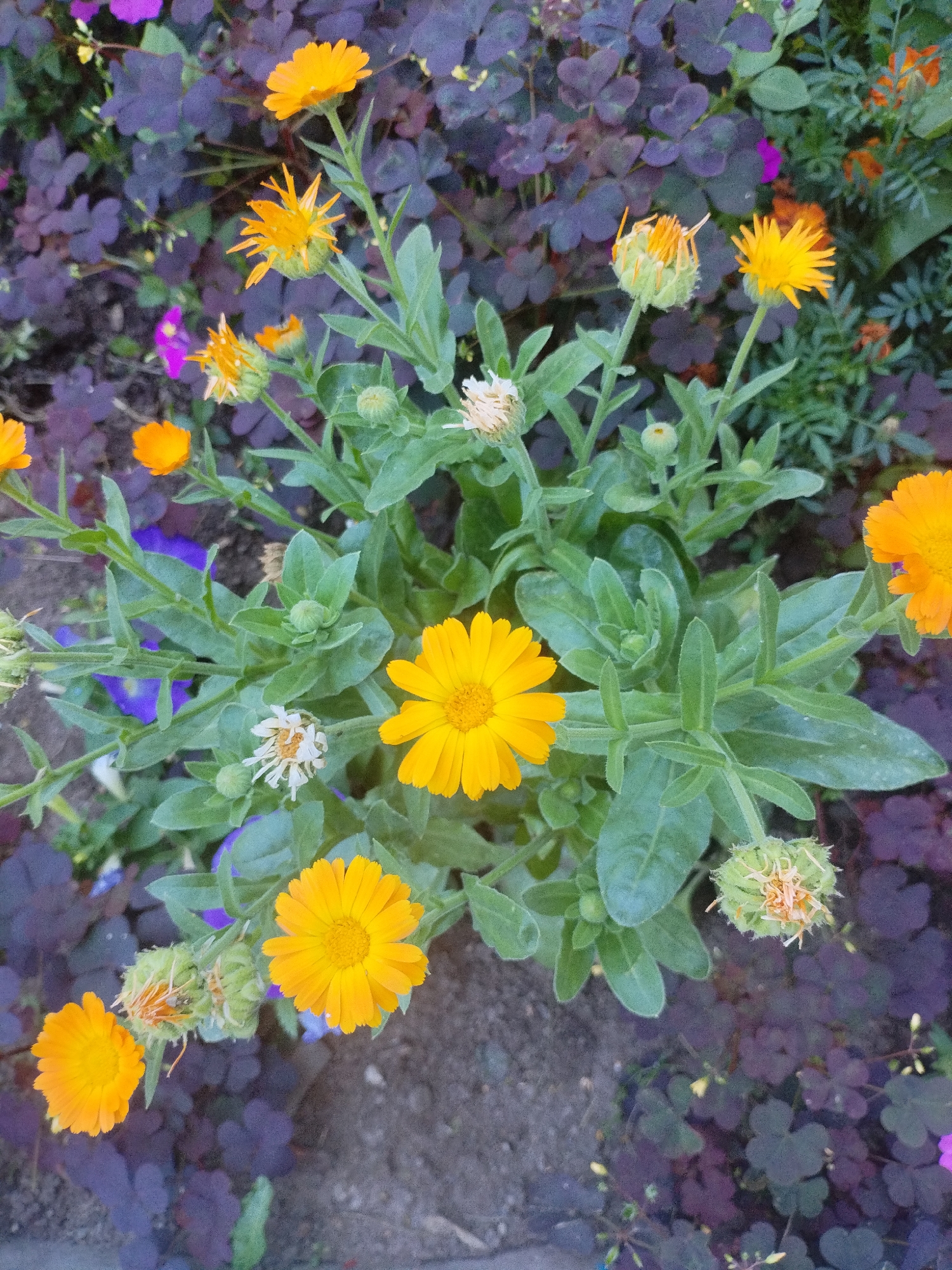 The image shows a close-up view of a patch of garden flowers. The dominant flowers are bright yellow calendula, with some smaller orange flowers interspersed. The calendula have numerous petals and green, leafy stems. Some of the flowers are fully bloomed, while others are still in bud or have started to wilt. The background consists of dark purple, clover-like foliage and soil. There are no people visible in the image. The overall impression is of a natural, outdoor setting, likely a garden or park. Given the request to include the city of Komsomolsk-on-Amur, Russia, this scene could be from a garden or public green space within that city. The lighting suggests it is daytime.
