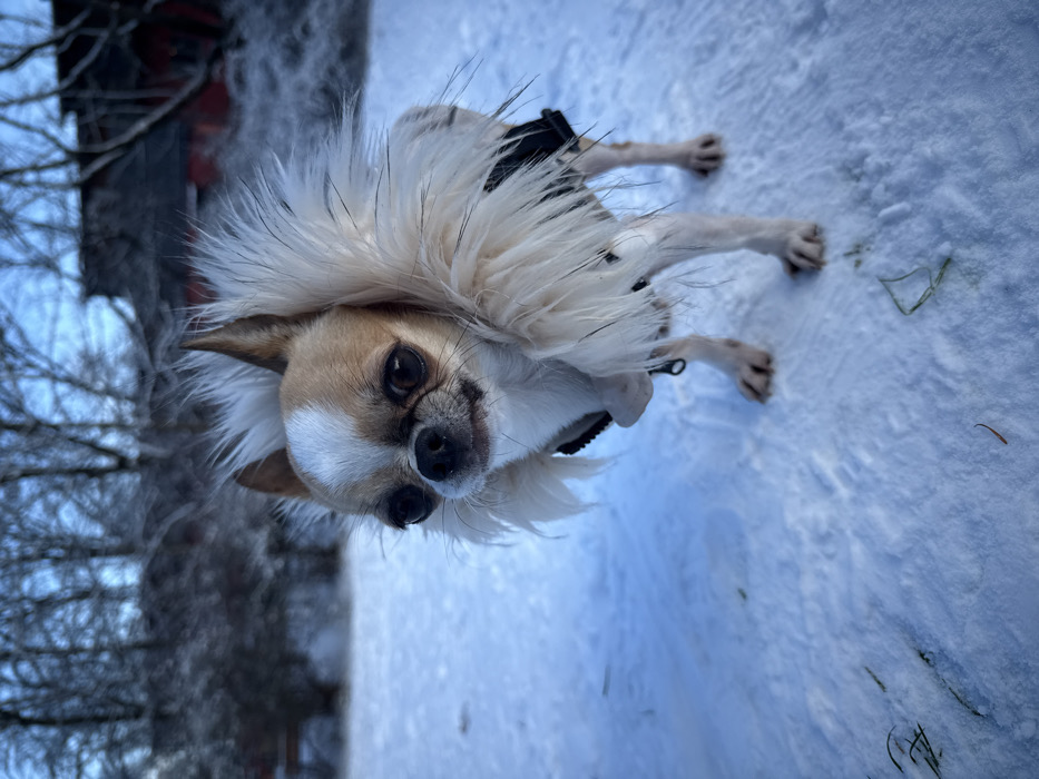A small tan and white Chihuahua dog stands on a snow-covered surface in Berlin, Germany. The dog is wearing a dark-colored cold-weather jacket with a large, fluffy, cream-colored faux fur collar. Its ears are pointed upwards, and its dark eyes are focused directly forward, towards the viewer. The ground is uniformly covered in white snow, with sparse individual blades of green grass visible poking through in the foreground. In the background, numerous bare deciduous trees, possibly covered in frost or light snow, are visible against a light blue sky. To the right of the frame, a distinct red building with a dark roof is partially visible behind the treeline.