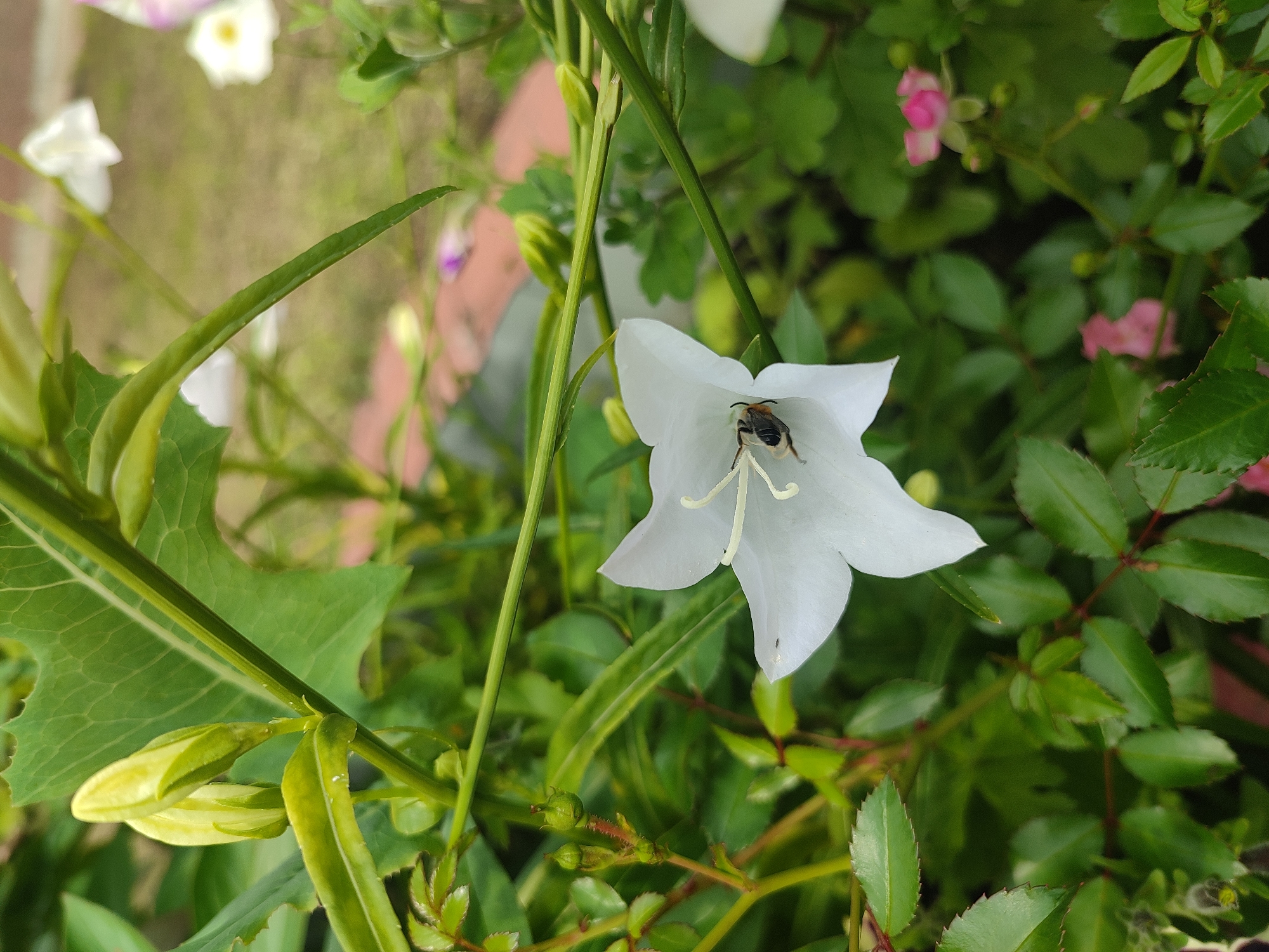 A close-up shot captures a bee diligently collecting nectar from the center of a white bell-shaped flower. The bee, with its fuzzy body and striped abdomen, is positioned deep within the bloom, its head and front legs obscured by the flower's reproductive parts. The white petals of the flower are delicately formed, with a subtle sheen that suggests a dewy or freshly bloomed appearance. Surrounding the primary flower are various green leaves and stems, some sharp and elongated, others softer and more rounded, creating a lush and natural backdrop. In the blurred background, hints of other flowers, some pink, add subtle splashes of color to the verdant scene. The lighting suggests it is daytime, with soft light illuminating the bee and flower. The overall impression is one of a peaceful moment in nature, focusing on the intricate interaction between insect and flora. The location is identified as Naberezhnye Chelny, Russia.