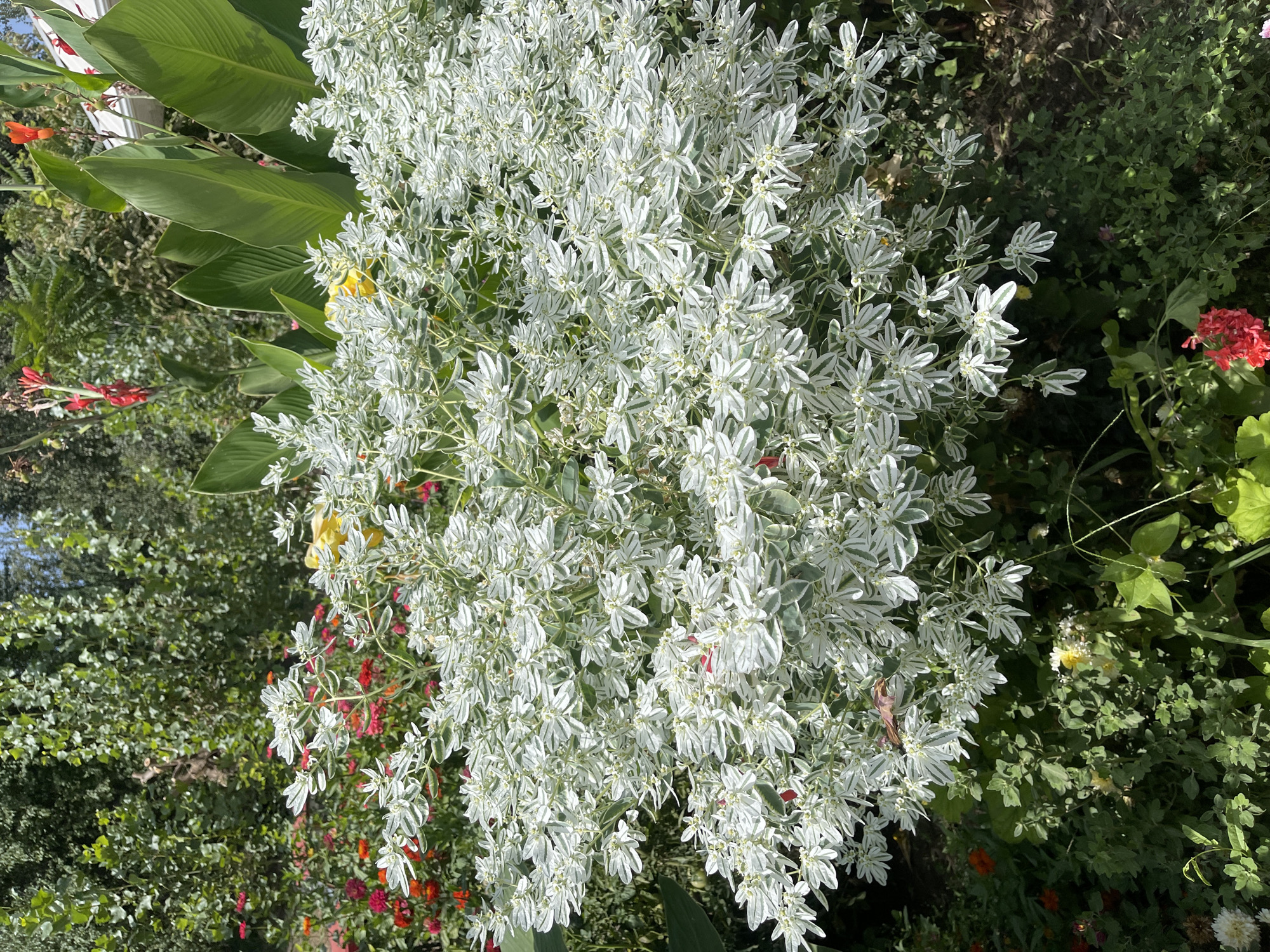 A sunlit garden scene in the city of Mangyt, Kyrgyzstan, features a dense, multi-layered display of flowering plants. In the foreground, a large bush with variegated white and green leaves dominates the center, its delicate foliage cascading downwards. Behind this, a vibrant mix of red and orange flowers, possibly zinnias, creates a colorful backdrop. Taller plants with large green leaves, resembling canna lilies, rise towards the upper right, interspersed with bright red tubular flowers. The ground below is covered with a variety of smaller green plants and a few scattered yellow and white blossoms. The overall impression is one of lush, abundant growth under a clear sky, bathed in bright sunlight.