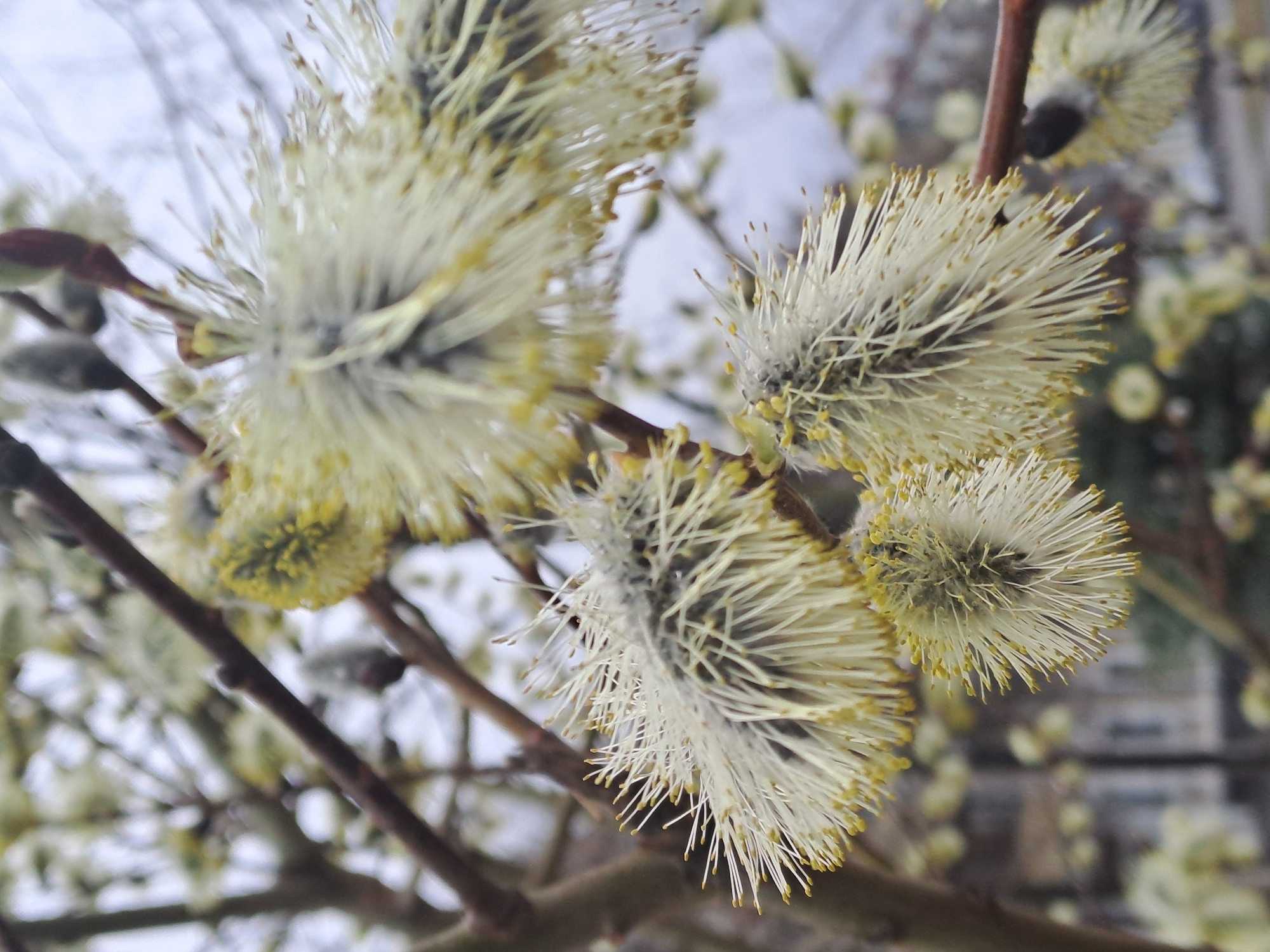 The image shows pussy willow branches in close-up. The location is Elektrostal, Russia. The pussy willows have fuzzy, cream-colored catkins with visible yellow stamens. The branches are brown and bare, with some unopened buds. The background is blurry, showing hints of gray sky and other branches.