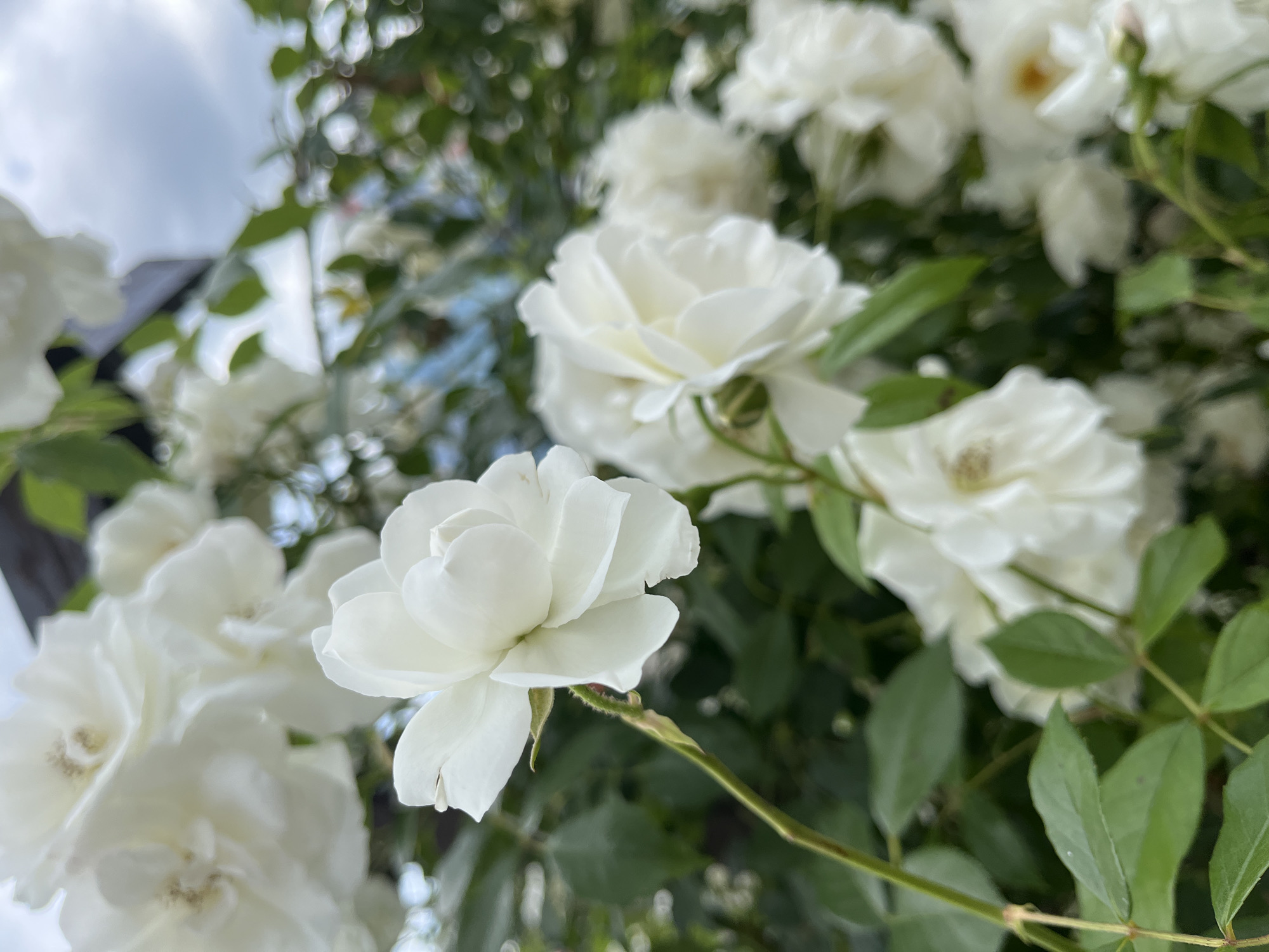 The image presents a close-up, eye-level view of several white roses blooming amidst green foliage. The primary subject is a single, fully open white rose positioned in the lower-middle of the frame, sharply in focus and revealing its delicate, layered petals. Its stem, covered in fine reddish hairs, extends downwards and to the right.
Surrounding this central rose are numerous other white roses at various stages of bloom, some appearing in the foreground with partial focus, and others softly blurred in the background, suggesting a dense bush or climbing plant. The roses exhibit variations in their white hue, from bright white to subtle creamy tones. Interspersed throughout the composition are vibrant green leaves and stems, providing a verdant contrast to the white blossoms.
The background primarily consists of a bright, light grey and white sky, indicating an overcast or cloudy daytime setting, which provides soft, diffused lighting. A dark, blurred, angular shape is faintly visible in the upper left background, possibly part of a building or a distant structure.
There is no specific activity taking place; the image captures a static scene of natural beauty. The shallow depth of field emphasizes the central rose, creating a gentle bokeh effect for the surrounding flowers and leaves. The overall impression is one of serenity, purity, and natural elegance. No text is visible in the image.