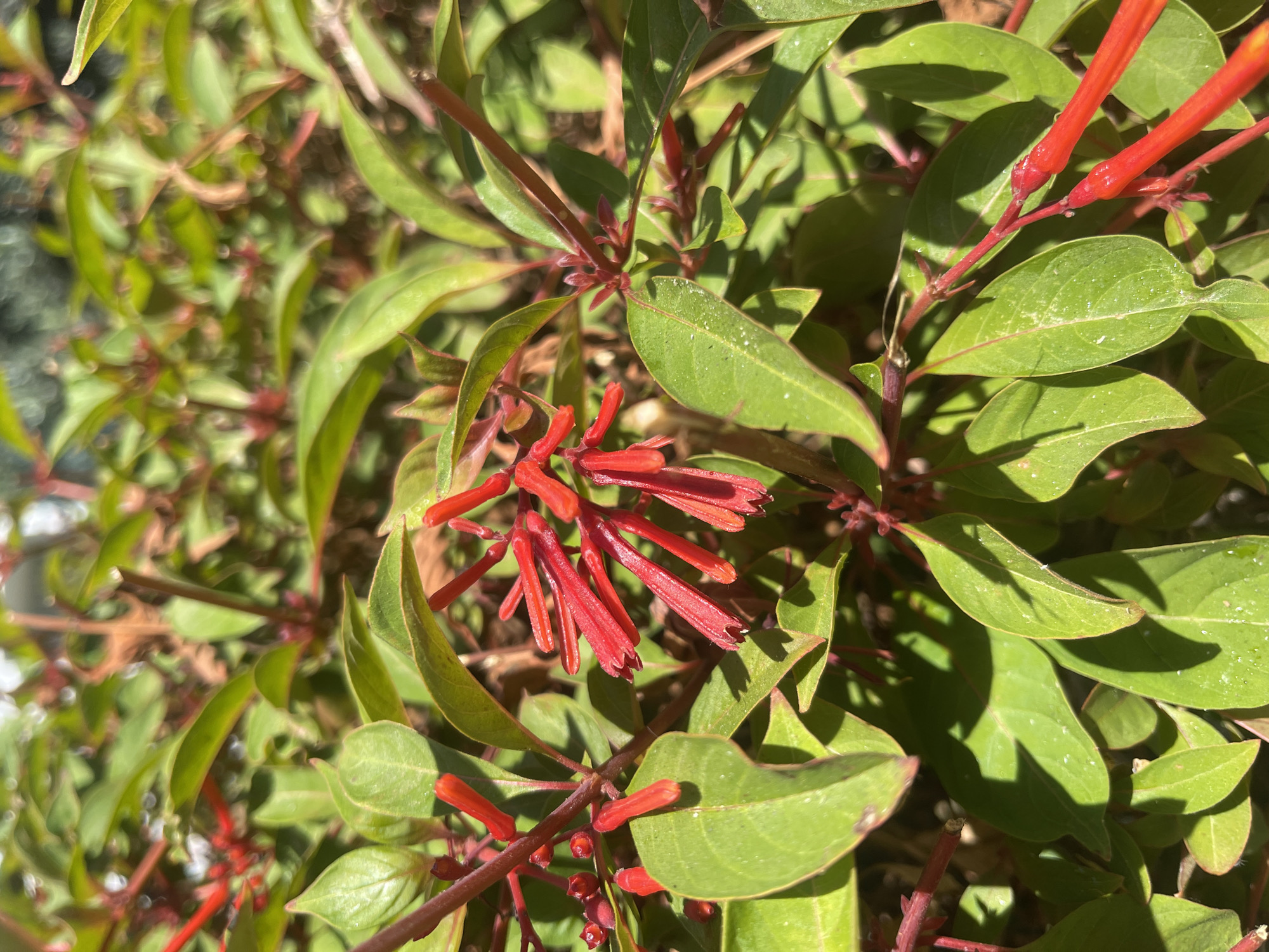 The image shows a close-up of a plant with vibrant red tubular flowers and green leaves, bathed in sunlight. The flowers are clustered together on thin red stems, and their elongated shape is clearly visible. Some of the leaves have a slightly dusty appearance. The background is blurred, suggesting a shallow depth of field, with hints of other foliage. The scene is outdoors, likely in a garden or park, and the sunlight indicates it is daytime. No people or man-made structures are clearly identifiable in the frame, though there might be some indications of a natural or cultivated environment. The image does not provide specific clues to pinpoint its exact location within Netanya, Israel, but it depicts a common natural scene that could be found in various green spaces within the city.