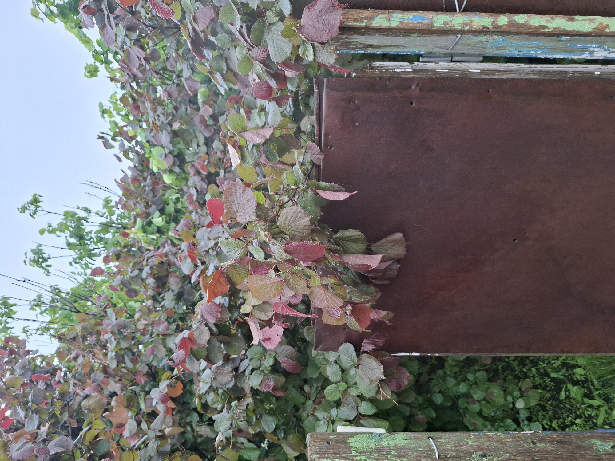 The scene is a close-up view of a plant with reddish-brown and green leaves growing near a rusted metal structure. The plant appears to be a shrub or small tree with dense foliage, showing various shades of green and reddish-brown, suggesting the possibility of new growth or autumn foliage. The metal structure is a weathered, rusted, flat surface, possibly a sign or part of a building. Its proximity to the plant indicates a wild or unkempt setting. Weathered wood is also visible, which may be related to the rusted metal structure or an adjacent feature. The sky is overcast and light. The specific location within Khlevnoye, Russia is impossible to determine from the image, as there are no discernible landmarks or distinctive features.