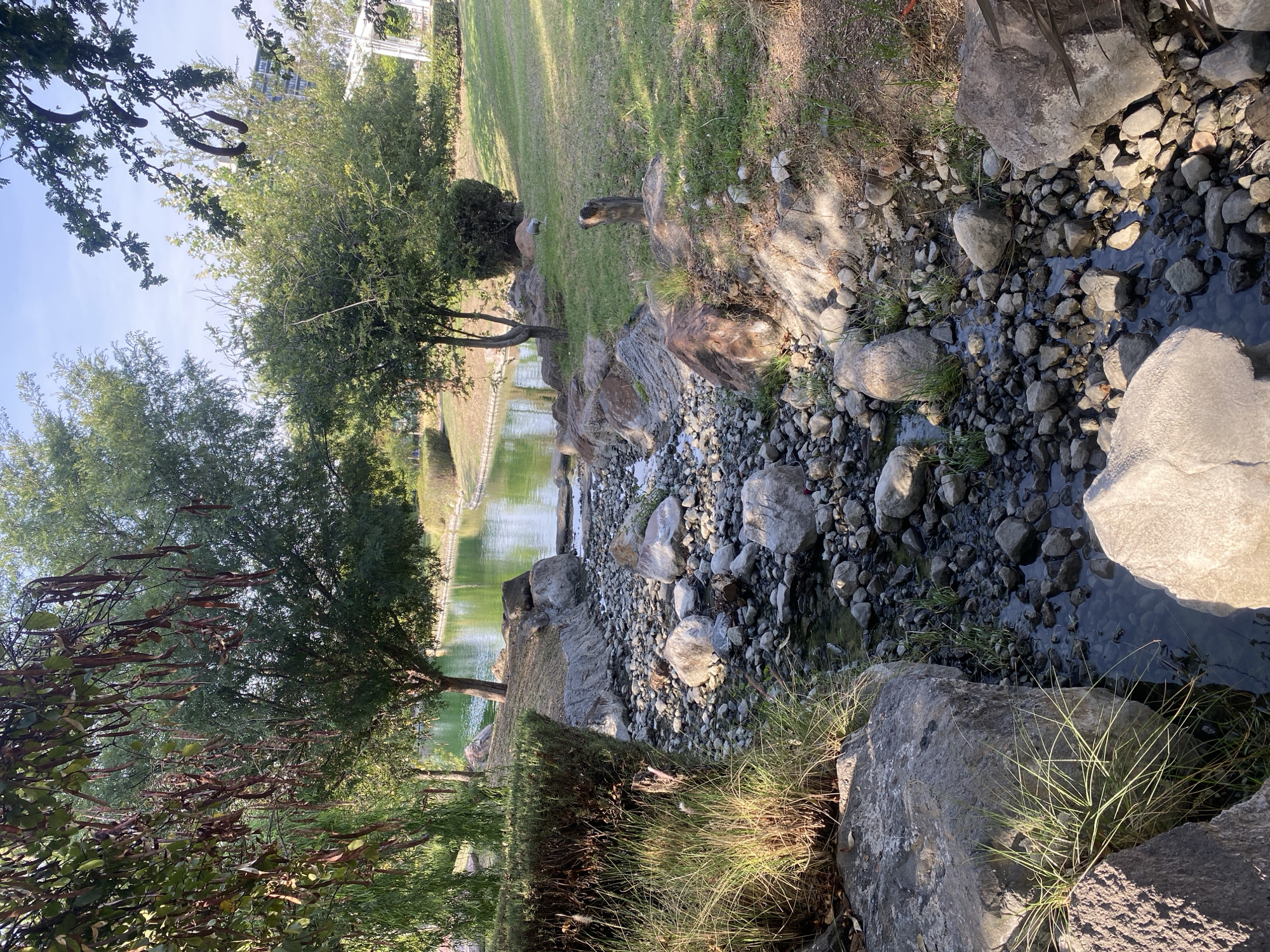 A low-angle, horizontally-oriented photograph presents a landscaped environment with a naturalistic water feature. The foreground is dominated by rocks of varying sizes and textures, interspersed with patches of sparse vegetation. A small stream trickles through the rocks, reflecting the ambient light.
In the midground, a body of water, potentially a pond or a lake, is visible. The water surface is relatively still, displaying a subtle reflection of the surrounding trees and sky. The banks of the water feature are lined with grass and more rocks, contributing to the natural aesthetic. A tree with brown pods is visible to the left, close to the water.
In the background, the grassy landscape continues, gently sloping upwards. A structure with white accents is partially visible in the top-left corner, possibly indicating a building or architectural feature within the park or garden. The sky is clear and blue, suggesting a bright, sunny day.