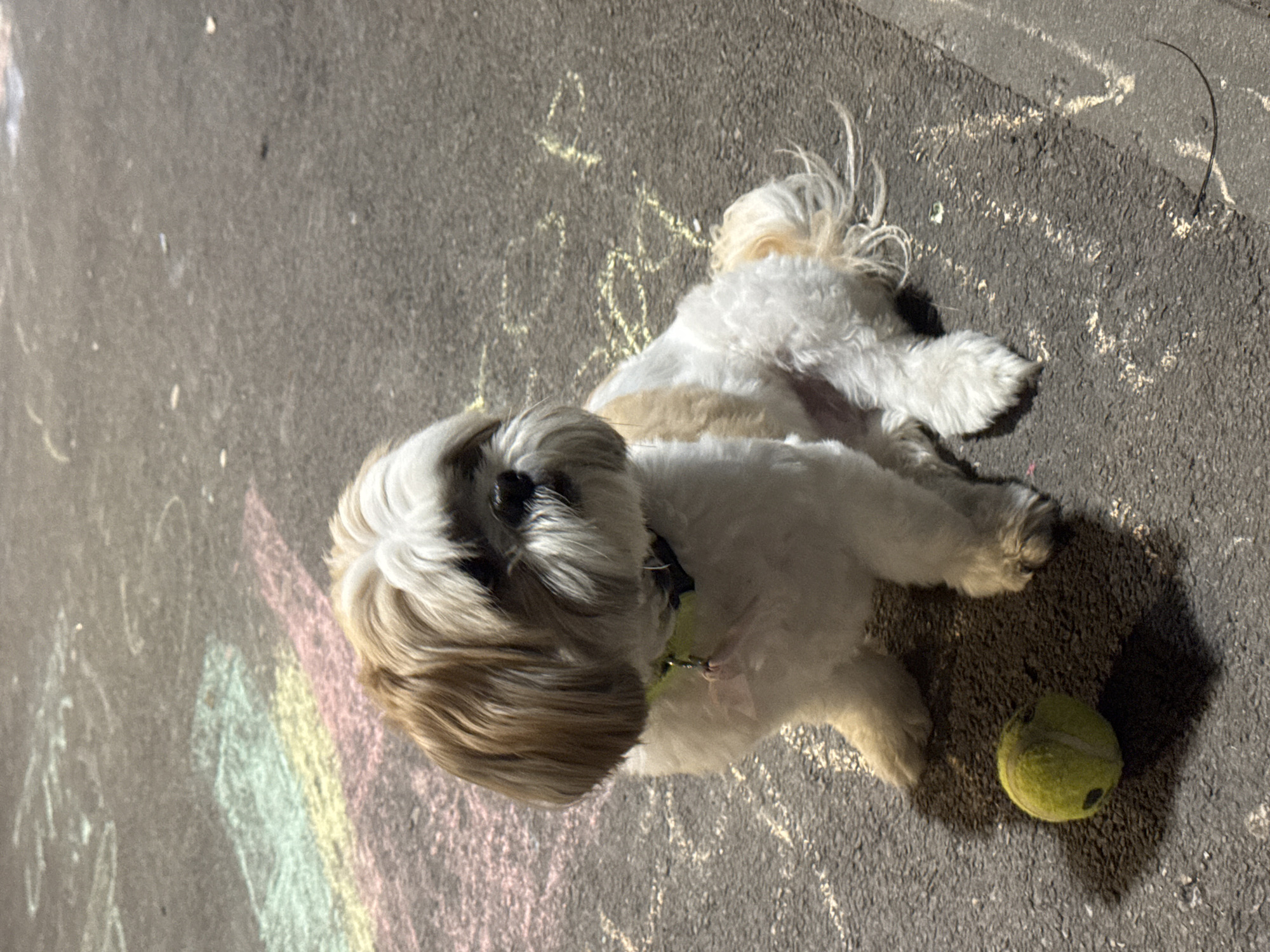 A fluffy, small, white and light brown dog with long hair is lying on asphalt near a tennis ball. The dog has a dark collar and is lying on its side with its legs outstretched. Near the dog, there is chalk writing and a faded chalk rainbow. The location is outdoors on asphalt, possibly a sidewalk or street. No clear details directly confirm the Bat Yam, Israel location.