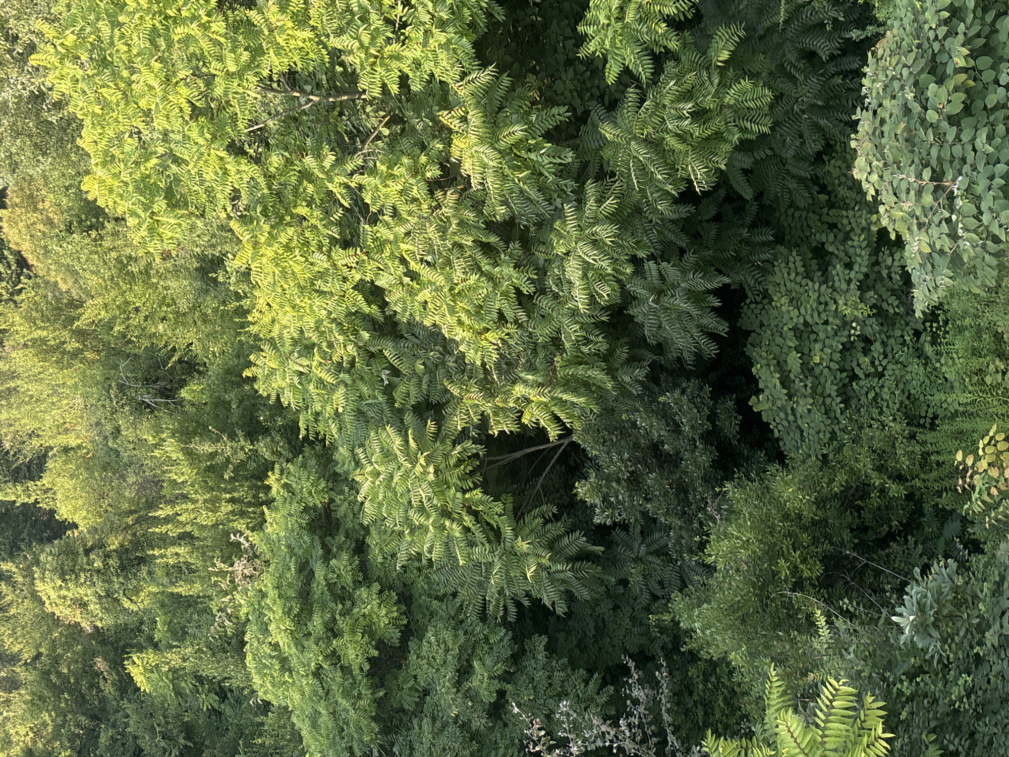This is an aerial, high-angle, full-shot photograph of a dense, green forest from a slightly elevated perspective, likely in Sochi, Russia, given the lush vegetation. The image is dominated by various shades of green foliage, with sunlight filtering through the canopy, creating highlights and shadows. There are no people, animals, or man-made structures visible. The scene depicts a natural environment with a variety of trees and undergrowth, suggesting a park or a natural reserve. The leaves on the trees are varied in shape and size, with some appearing feathery and others more rounded. The overall impression is one of a vibrant and untamed natural landscape.