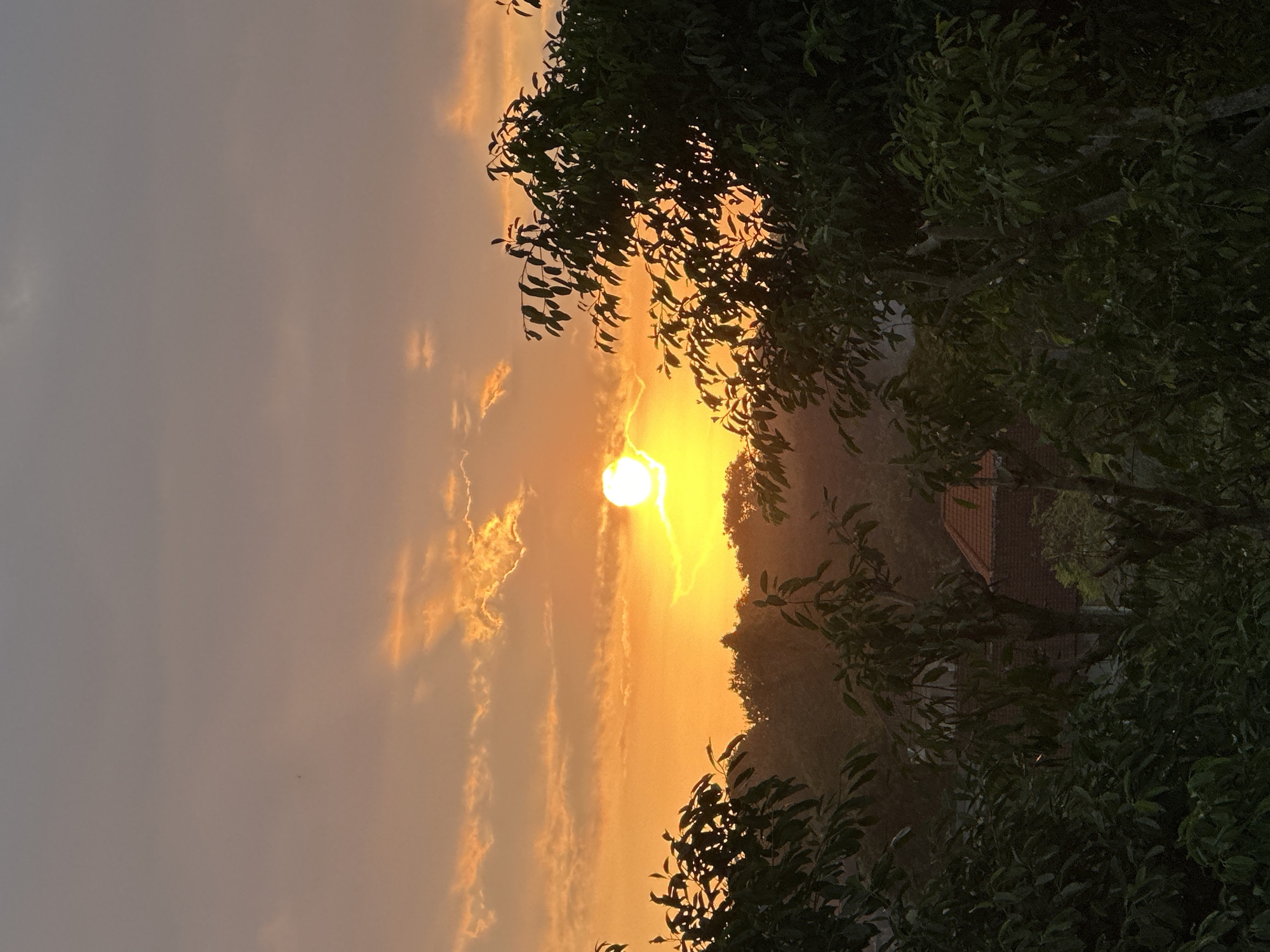 The image depicts a serene sunset scene in Kuta Selatan, Indonesia. The sun, a bright, luminous orb, is the central subject, casting a warm, golden-orange glow across the sky. Wispy clouds, tinged with the same sunset hues, are scattered across the horizon, creating a dramatic backdrop.
In the foreground and framing the right side of the image, lush green foliage from trees is visible, their leaves silhouetted against the bright sky. The branches of these trees reach into the frame, adding a natural, organic element to the composition.
In the middle ground, a gentle slope is covered in trees, suggesting a hilly or mountainous landscape. A hint of a building with a reddish-brown roof is partially visible through the trees, indicating a rural or semi-rural setting. The overall atmosphere is tranquil and peaceful, evoking a sense of calm and natural beauty. The time of day is clearly sunset, evidenced by the warm, low-angled light and the vibrant colors of the sky. The weather appears clear, with the sun breaking through the clouds. There is no visible text in the image.