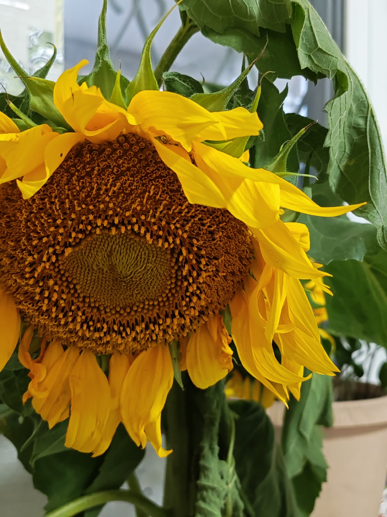 A close-up, slightly angled shot focuses on the head of a wilting sunflower, its vibrant yellow petals beginning to droop. The center of the flower, filled with tiny brown seeds, is prominently displayed. Lush green leaves frame the sunflower, some appearing dry and curling at the edges. The background is blurred, suggesting an indoor setting, possibly near a window, with hints of light and a beige planter. The image does not contain any identifiable landmarks or details that would suggest a specific location within Tolyatti, Russia.