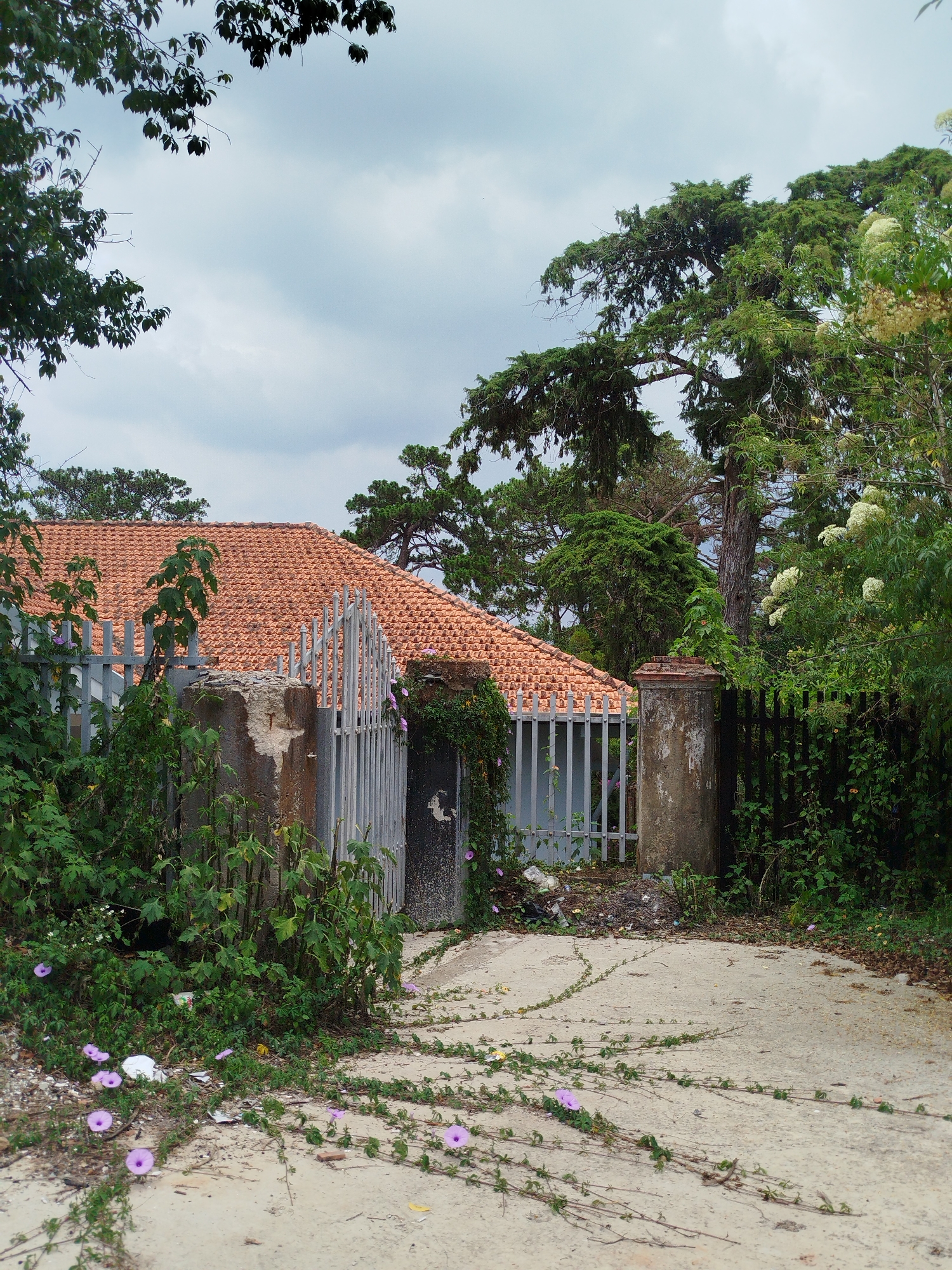 The image shows a weathered property entrance in Da Lat, Vietnam. A rusty metal gate, flanked by aged concrete pillars, stands ajar, partially obscured by overgrown vegetation with purple flowers. A tiled roof of a house is visible behind the gate. The foreground features a concrete path, also covered in creeping vines with the same purple flowers, leading towards the entrance. A pile of debris is visible behind the gate. Trees and other foliage surround the property. The sky is overcast.