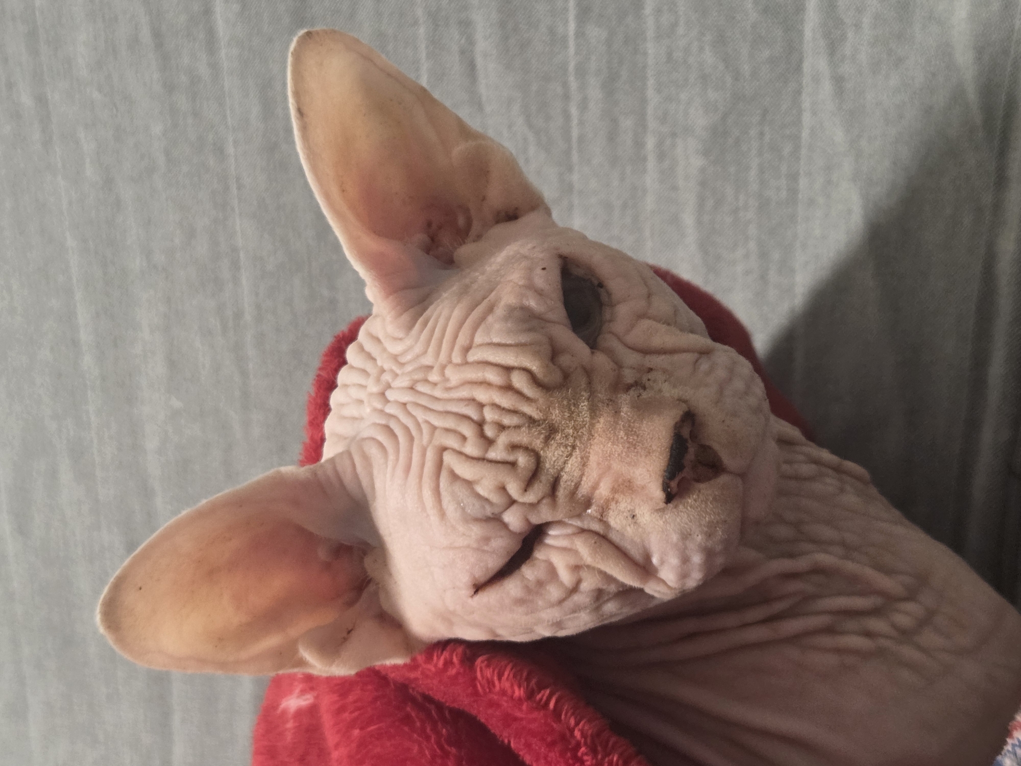 A close-up, head-on shot focuses on a hairless Sphynx cat partially covered by a red blanket. The cat has prominent wrinkles on its head and body, large ears, and one eye is partially closed. The background is a gray, textured surface, possibly a bedspread or couch. There is no indication of Moscow, Russia in the image.