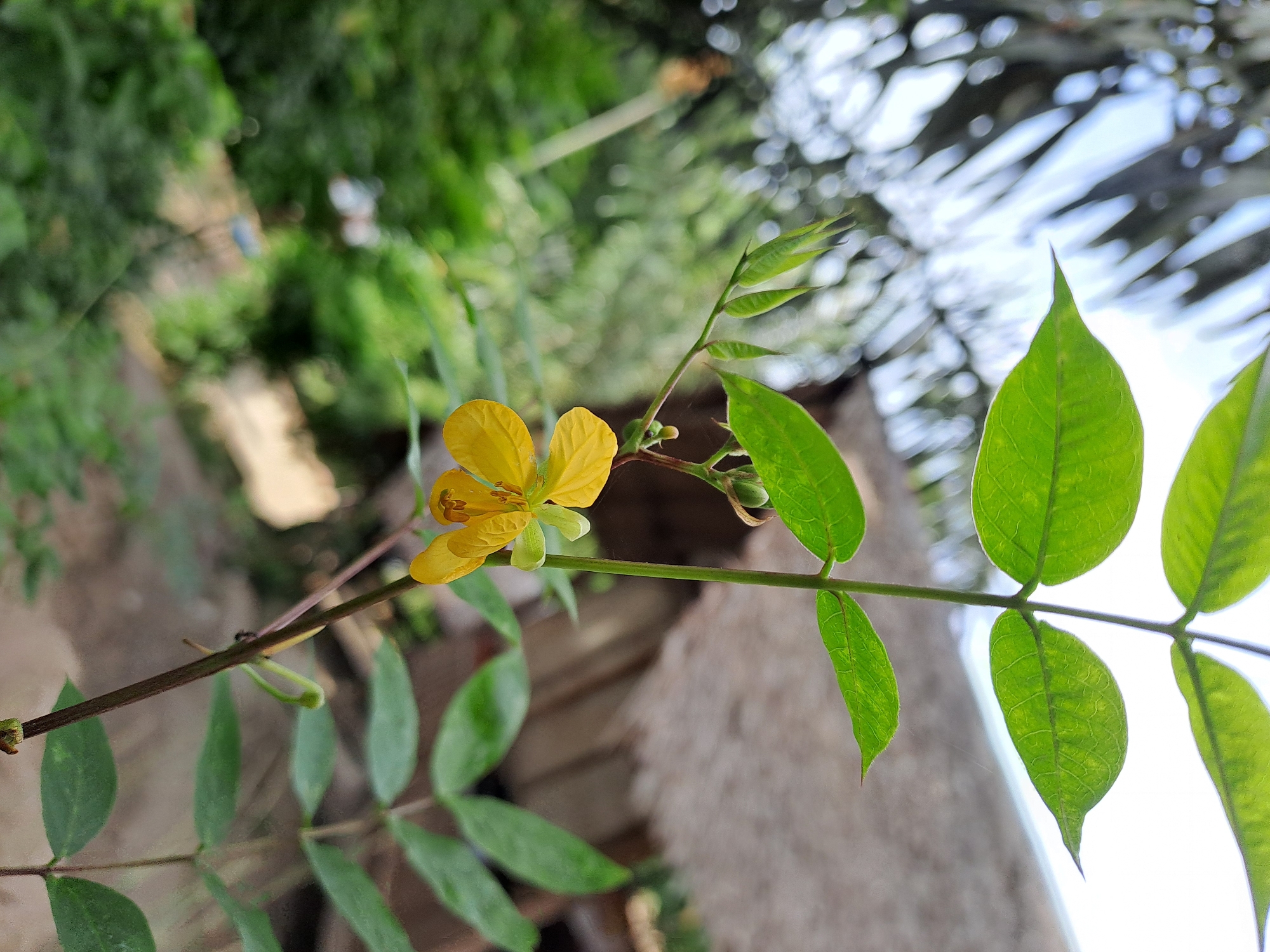 A single yellow flower with five petals and prominent stamens hangs from a thin stem. The stem has several green leaves and a few unopened buds. The background is blurred, showing green foliage, a thatched roof structure, and a bright sky with some blurry white shapes. The image appears to be a close-up photograph taken outdoors, likely in a natural or semi-natural environment.