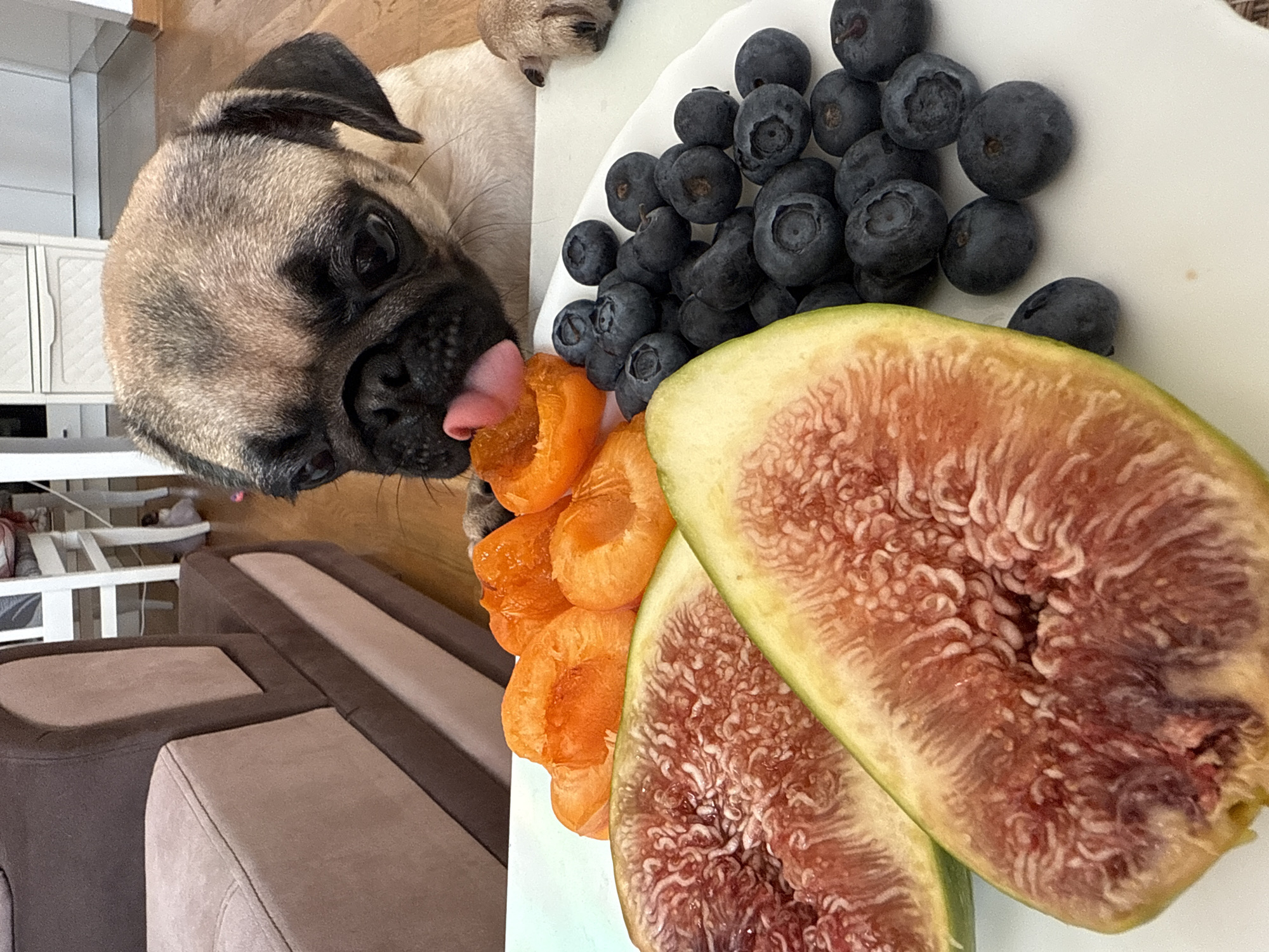 In an indoor setting, a pug dog is licking a slice of apricot from a white plate. The plate also contains blueberries and two halves of a fig. In the background, a brown sofa and white furniture are visible. The lighting suggests it is daytime.