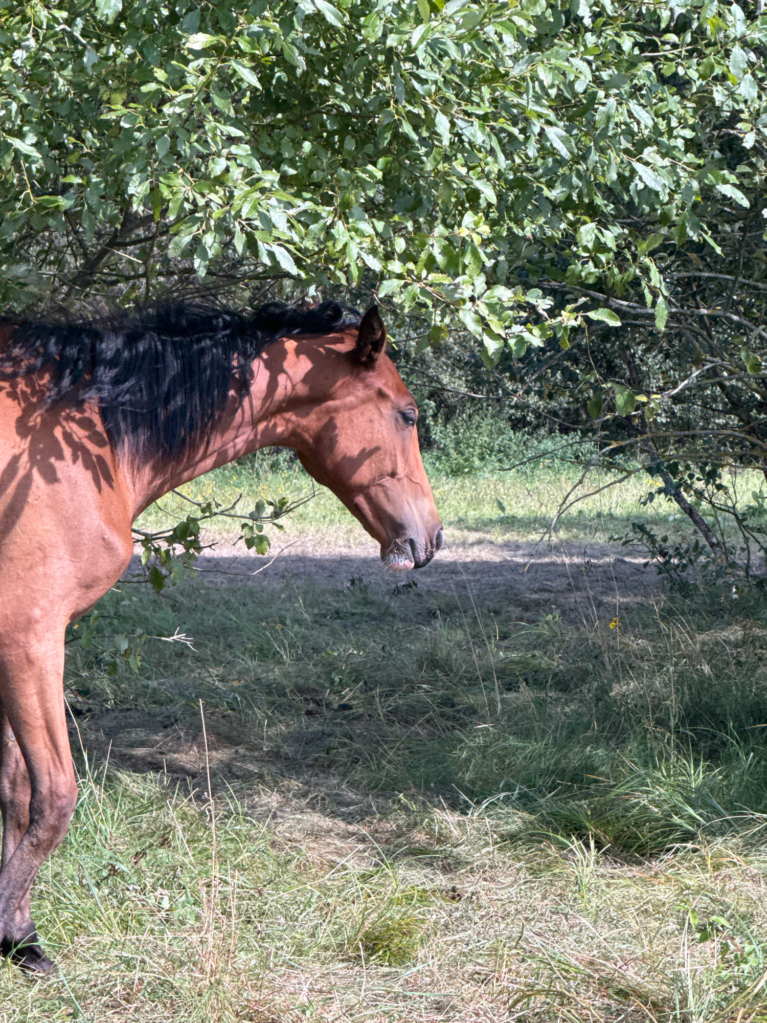 A brown horse with a dark mane stands in a grassy field near trees. The horse is facing to the right, with its head down. Sunlight filters through the leaves of the trees, casting dappled shadows on the horse and the ground. The background shows more trees and a dirt path. The image was taken in Galinė, Lithuania.