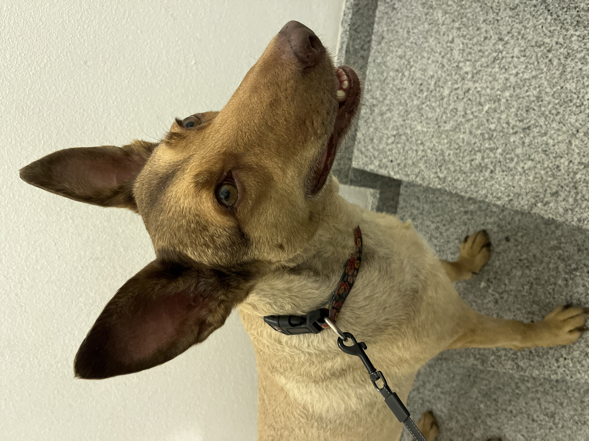 A medium shot captures a tan and brown dog with large, erect ears and intelligent brown eyes. The dog is facing right, with its mouth slightly open, revealing its teeth. It is wearing a black collar with a patterned band and a black leash is attached. The dog stands on a textured gray floor, with a white wall in the background. The scene appears to be indoors, possibly in a public building, given the flooring and wall texture. The image does not provide any contextual information regarding its location in Saint-Vith, Belgium.