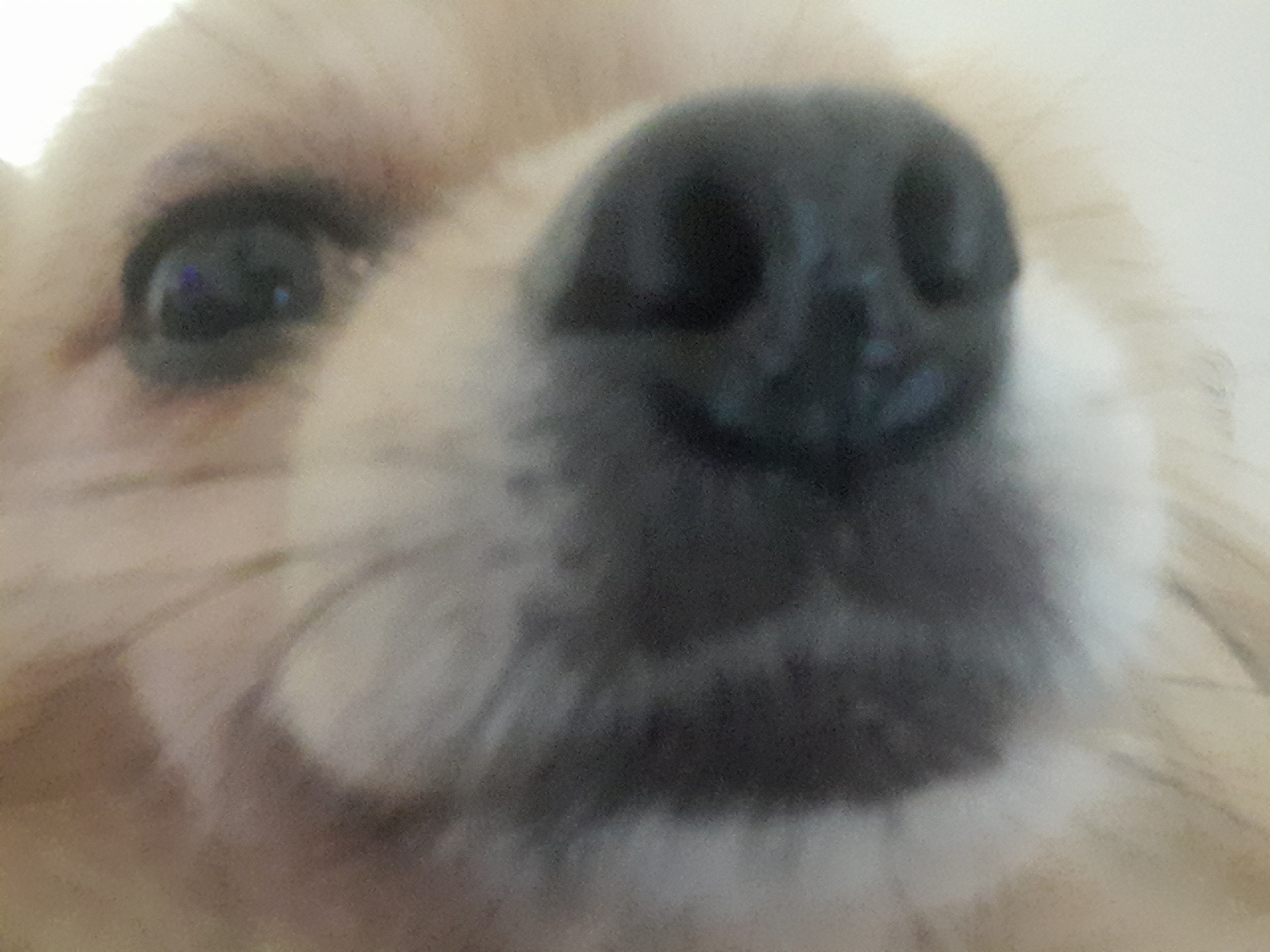 A close-up photograph captures the face of a dog with light brown fur and a large, black nose dominating the frame. One eye is visible on the left side of the frame, while the surrounding fur is soft and slightly blurred. The image appears to be taken from a low angle, giving a perspective where the dog's nose is the central focus. There are no indications of this image being taken in Saint Petersburg, Russia.